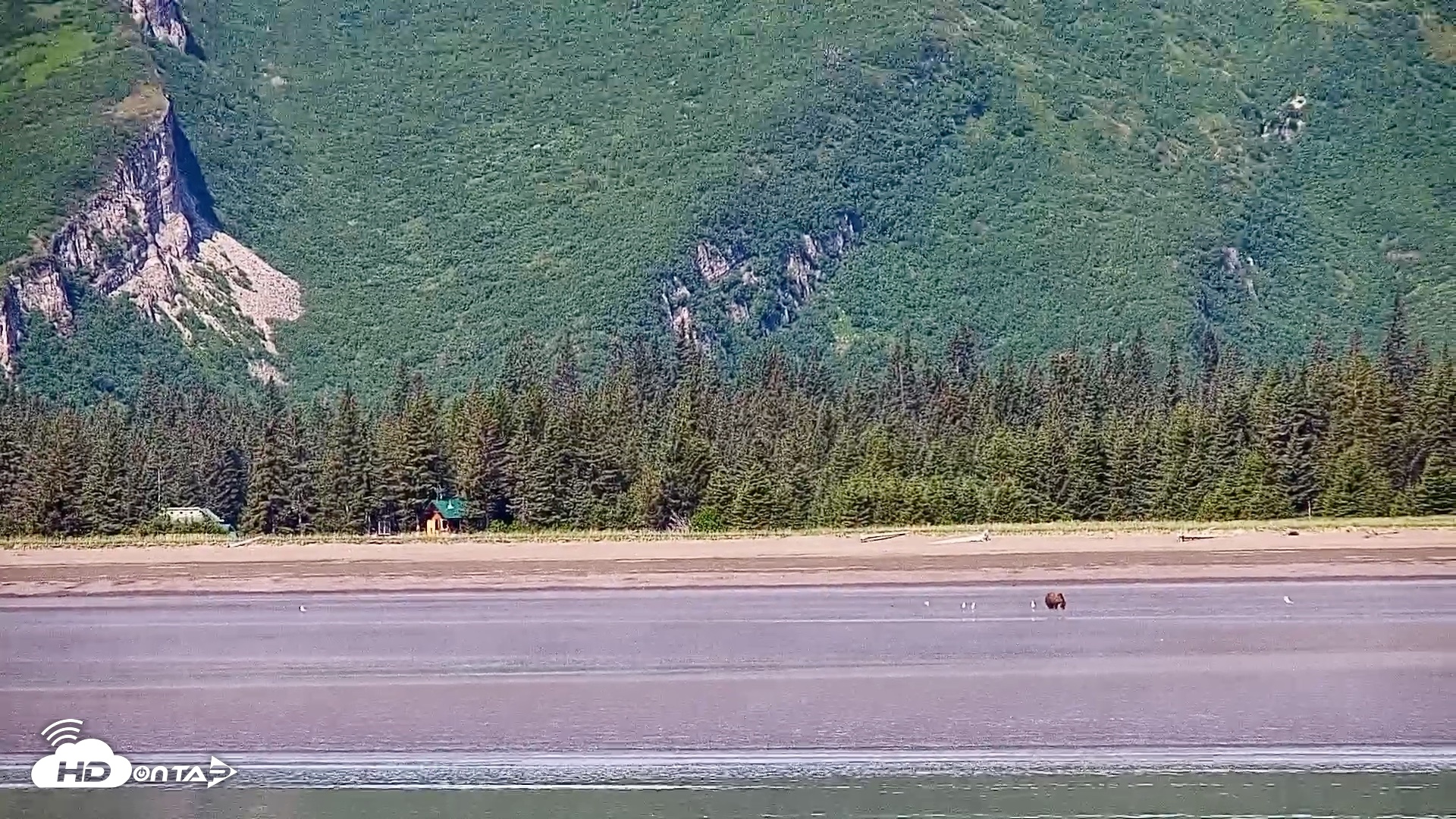 Snapshot of Cook Inlet Alaska Bear Viewing Live Cam taken Jul 1, 2026, 11:36am AKDT