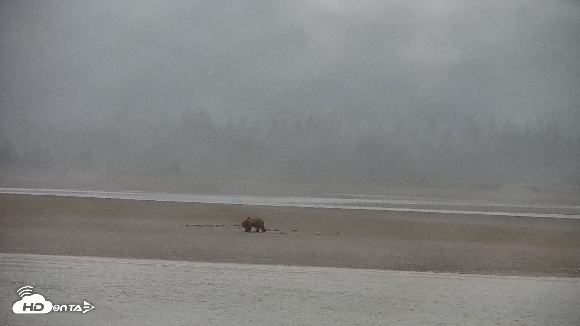 Snapshot of Cook Inlet Alaska Bear Viewing Live Cam taken Jul 12, 2026, 9:54am AKDT