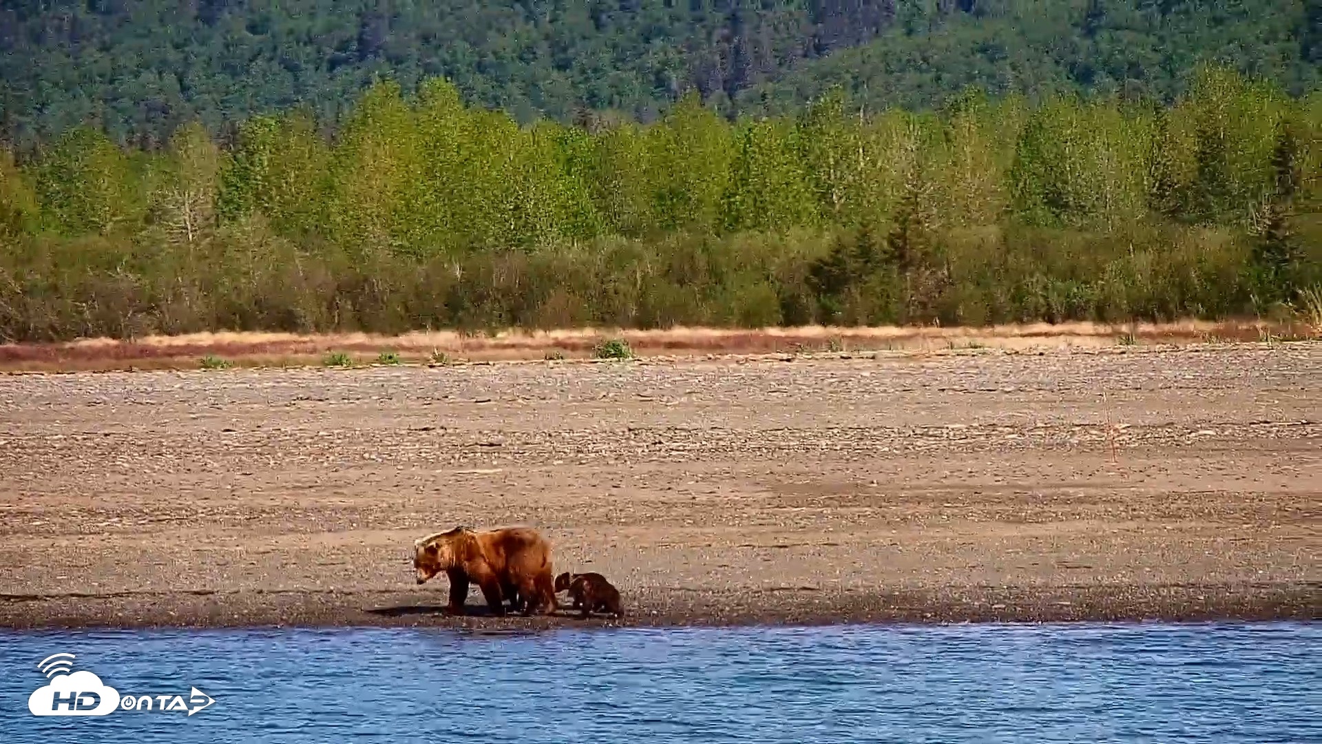 Snapshot of Cook Inlet Alaska Bear Viewing Live Cam taken Jun 8, 2026, 10:13am AKDT