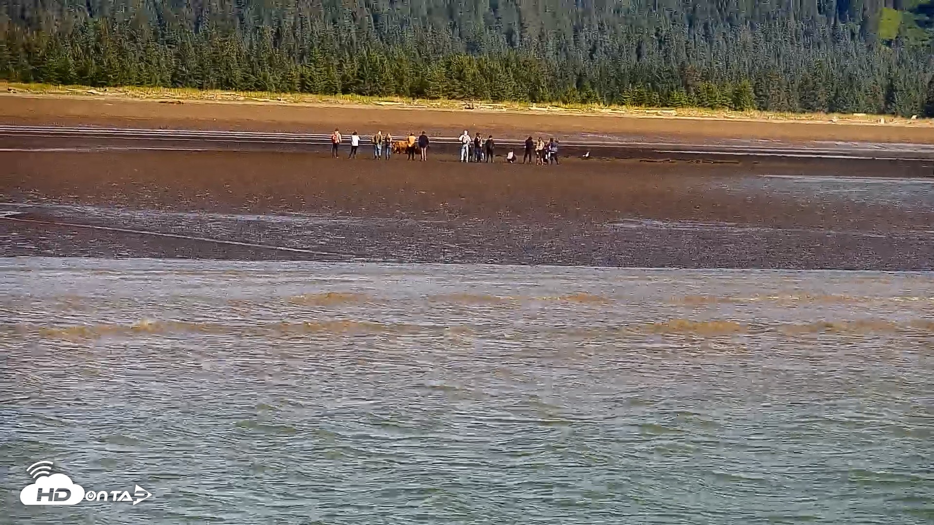 Snapshot of Cook Inlet Alaska Bear Viewing Live Cam taken Aug 14, 2026, 11:54am AKDT