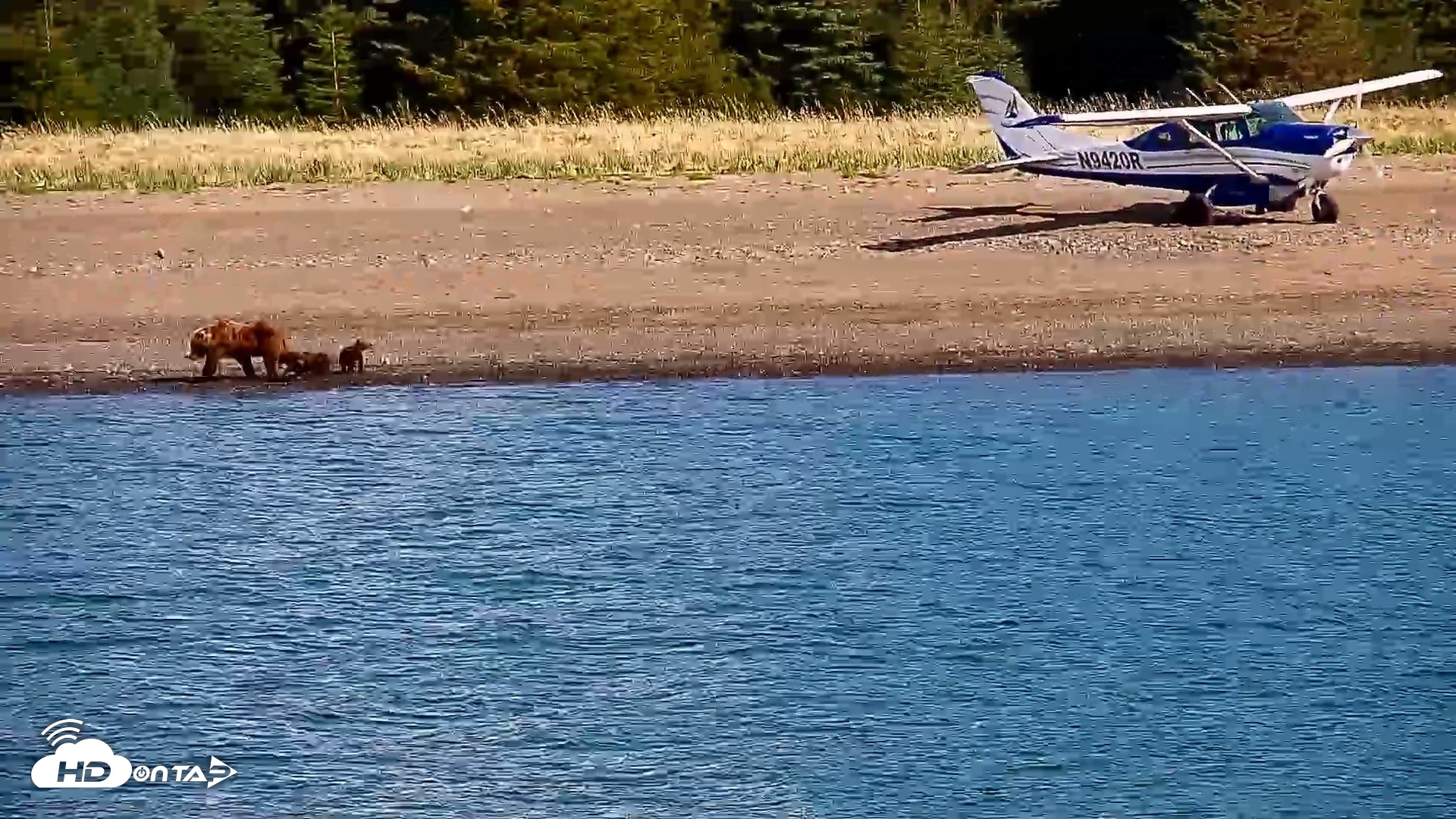 Snapshot of Cook Inlet Alaska Bear Viewing Live Cam taken Jun 8, 2026, 9:56am AKDT