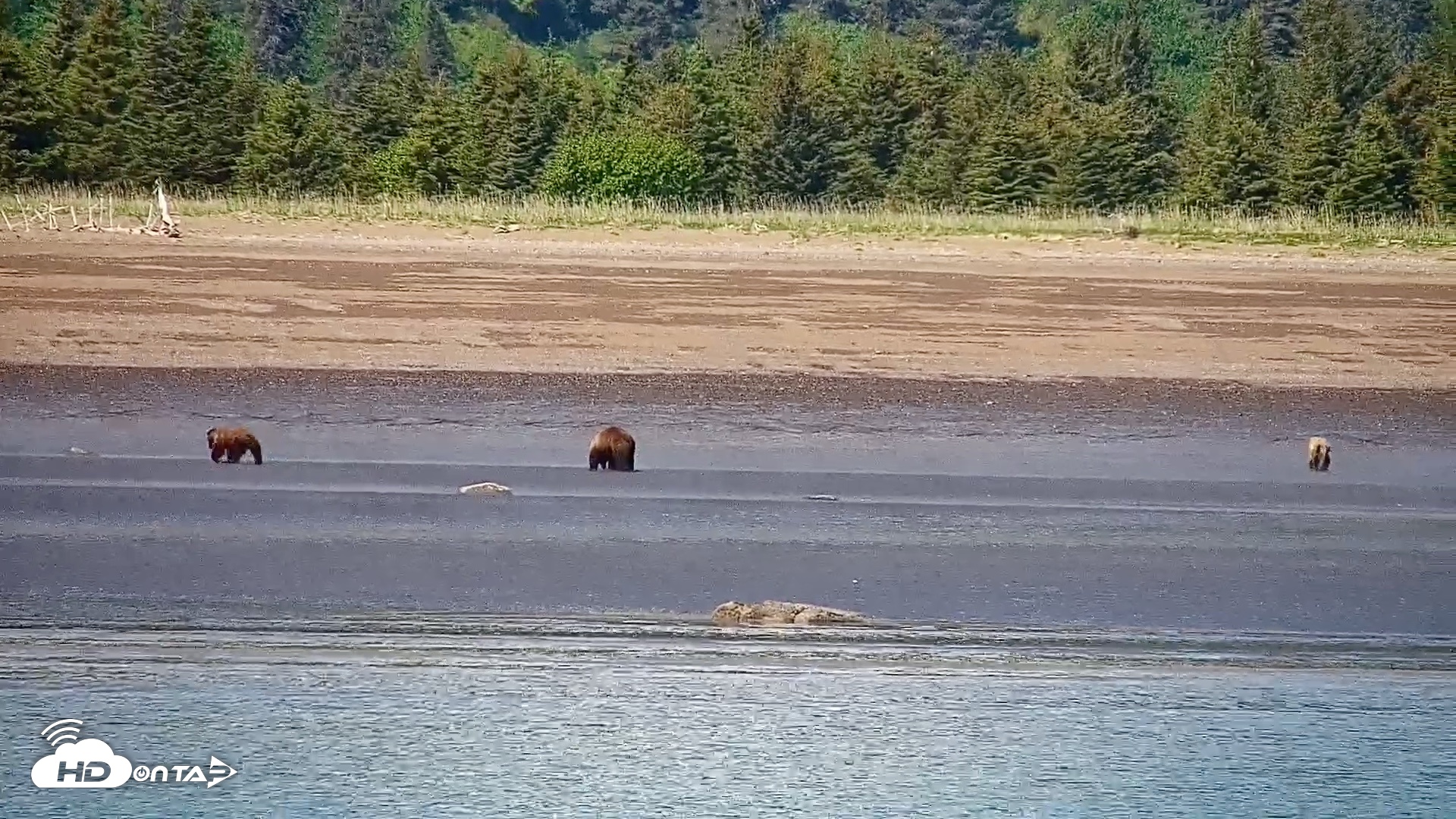 Snapshot of Cook Inlet Alaska Bear Viewing Live Cam taken Jun 18, 2026, 1:07pm AKDT