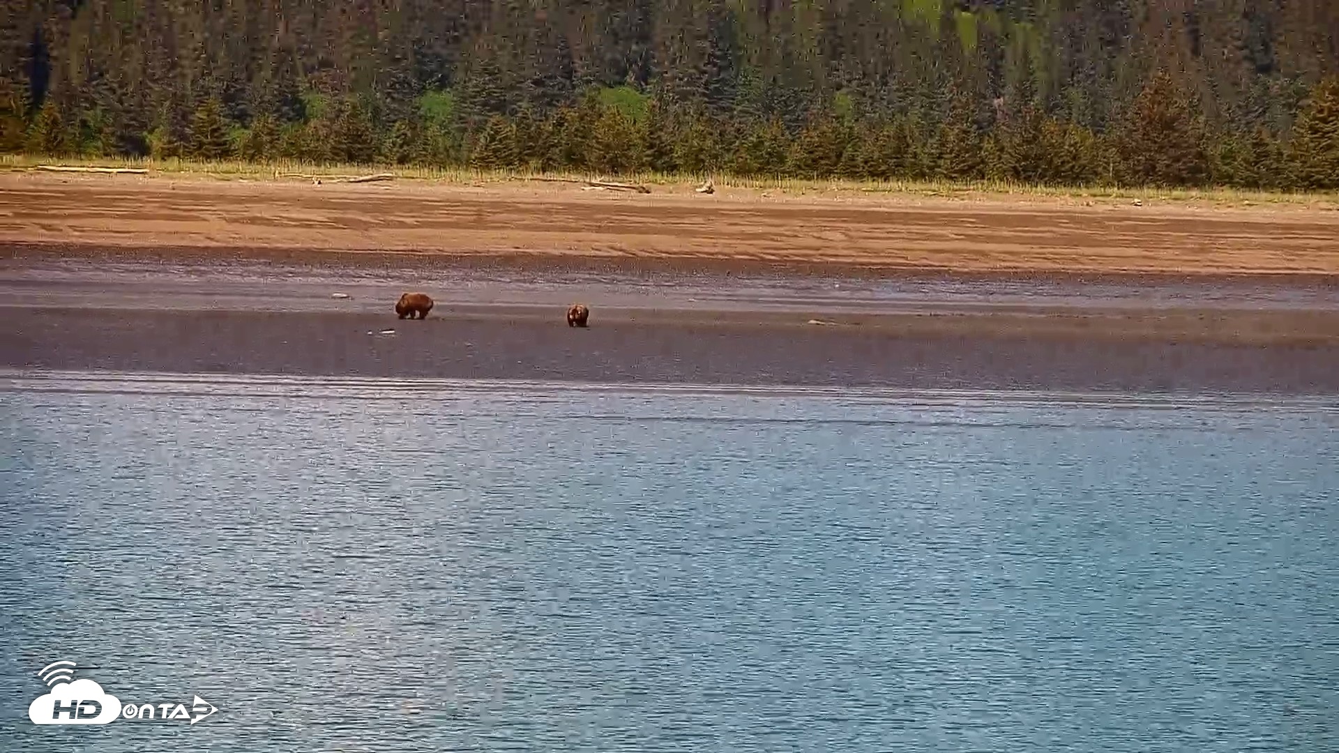 Snapshot of Cook Inlet Alaska Bear Viewing Live Cam taken Jun 18, 2026, 1:06pm AKDT