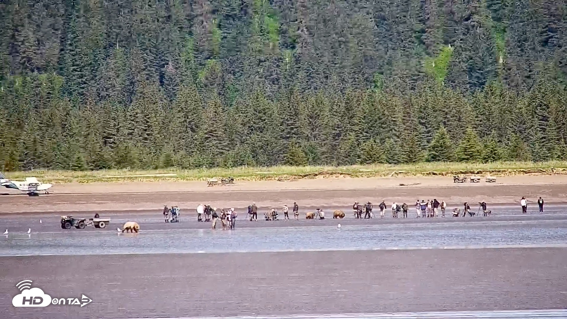 Snapshot of Cook Inlet Alaska Bear Viewing Live Cam taken Jul 1, 2026, 11:44am AKDT