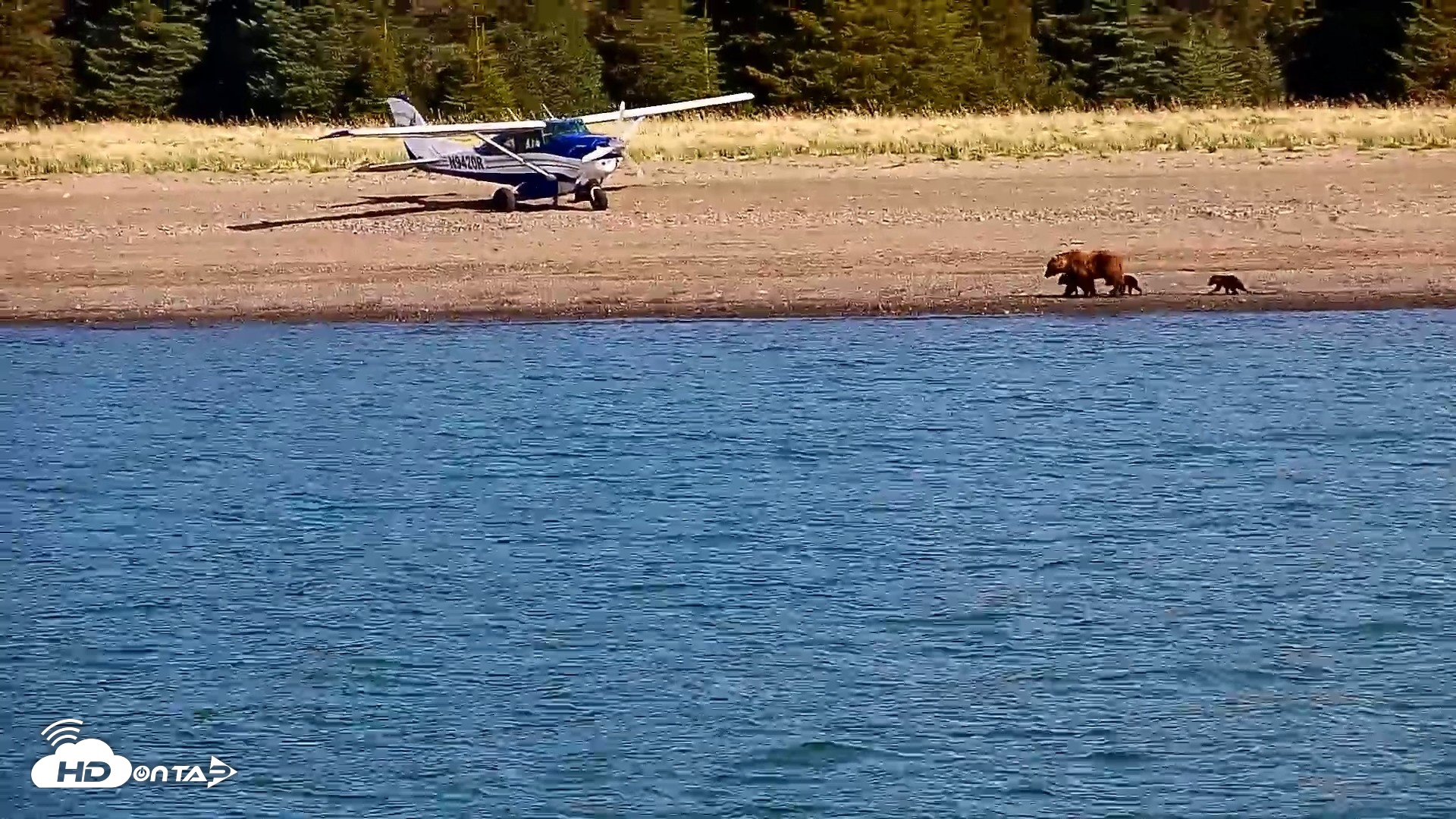 Snapshot of Cook Inlet Alaska Bear Viewing Live Cam taken Jun 8, 2026, 9:56am AKDT