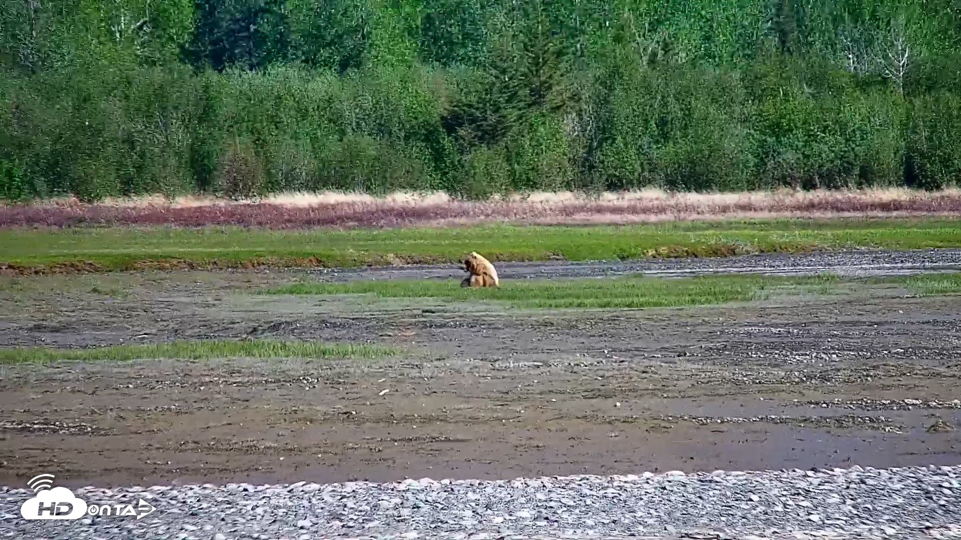 Snapshot of Cook Inlet Alaska Bear Viewing Live Cam taken Jun 10, 2026, 10:23am AKDT