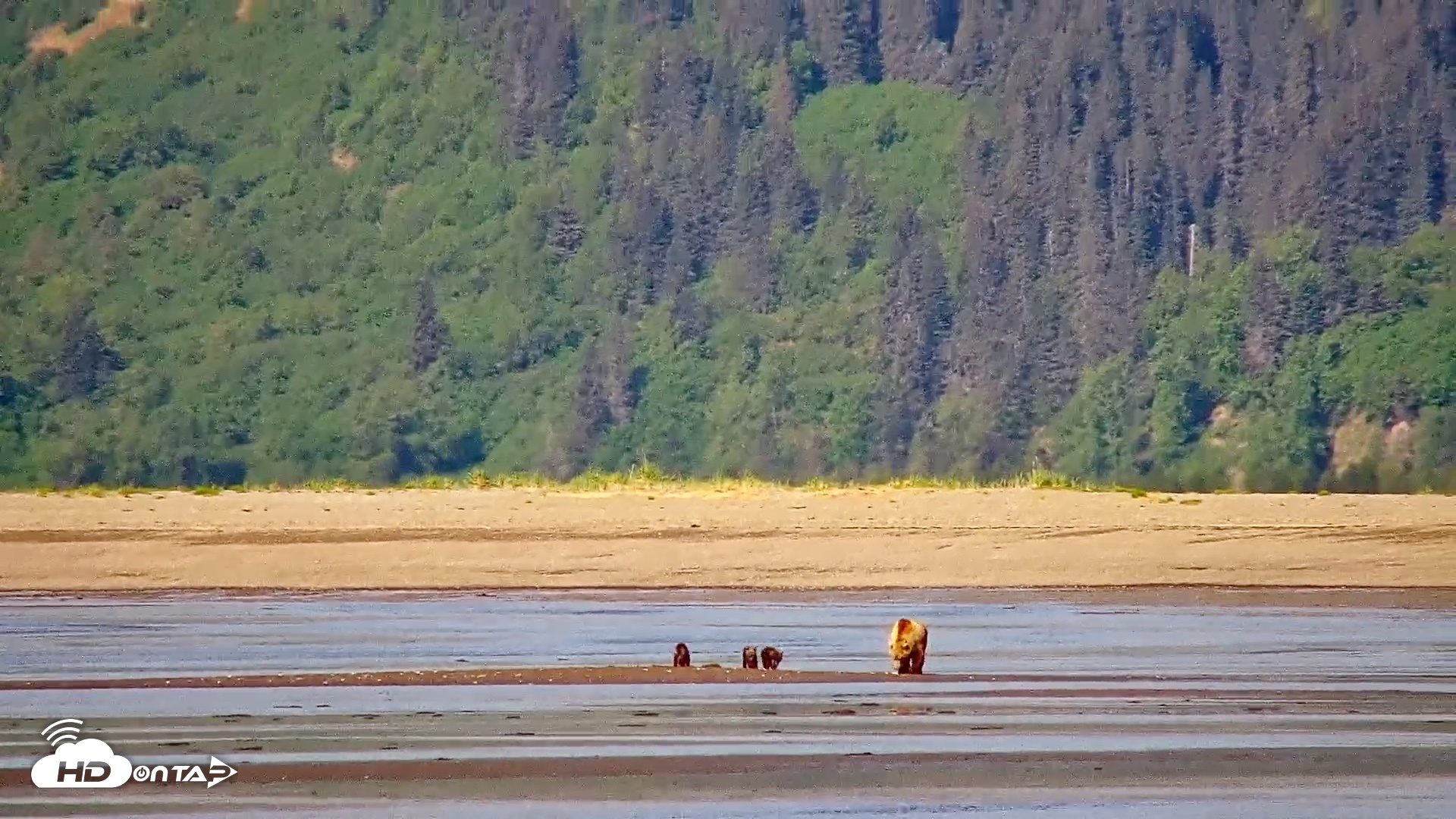 Snapshot of Cook Inlet Alaska Bear Viewing Live Cam taken Jun 12, 2026, 10:59am AKDT