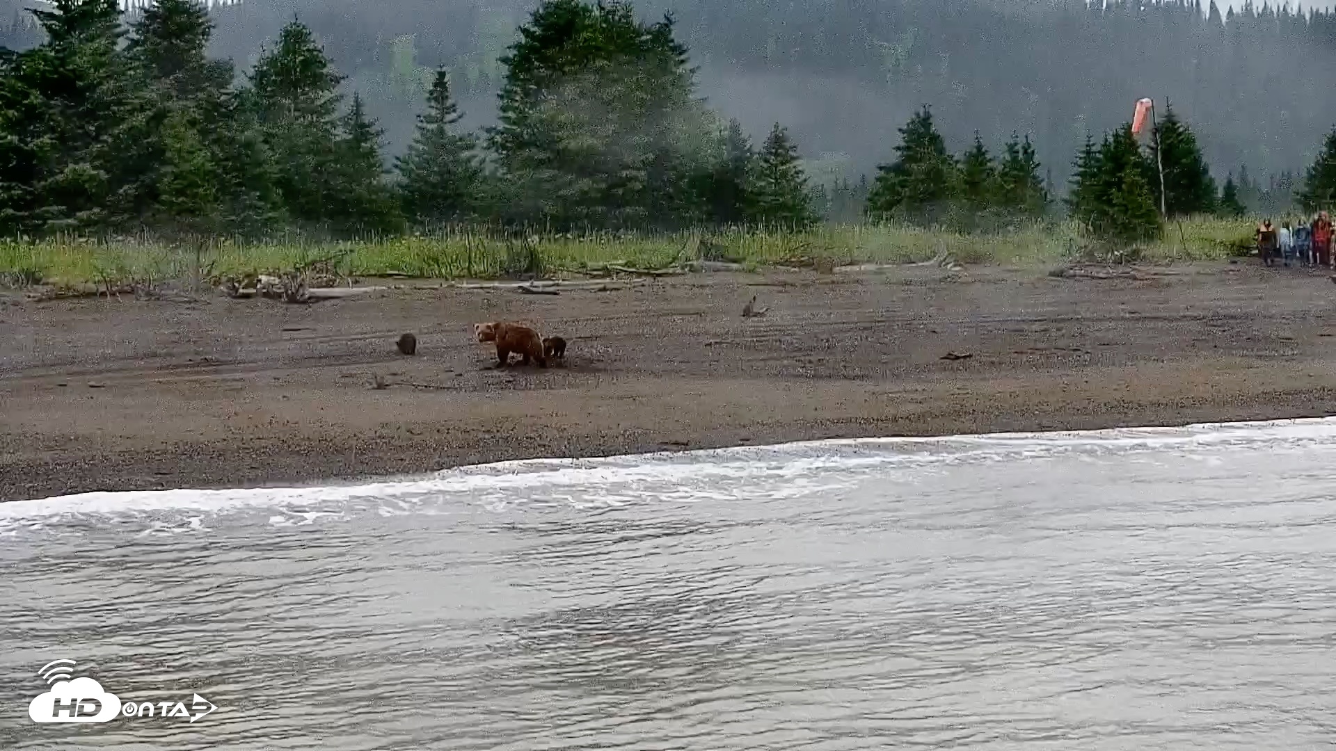 Snapshot of Cook Inlet Alaska Bear Viewing Live Cam taken Jul 21, 2026, 8:44am AKDT