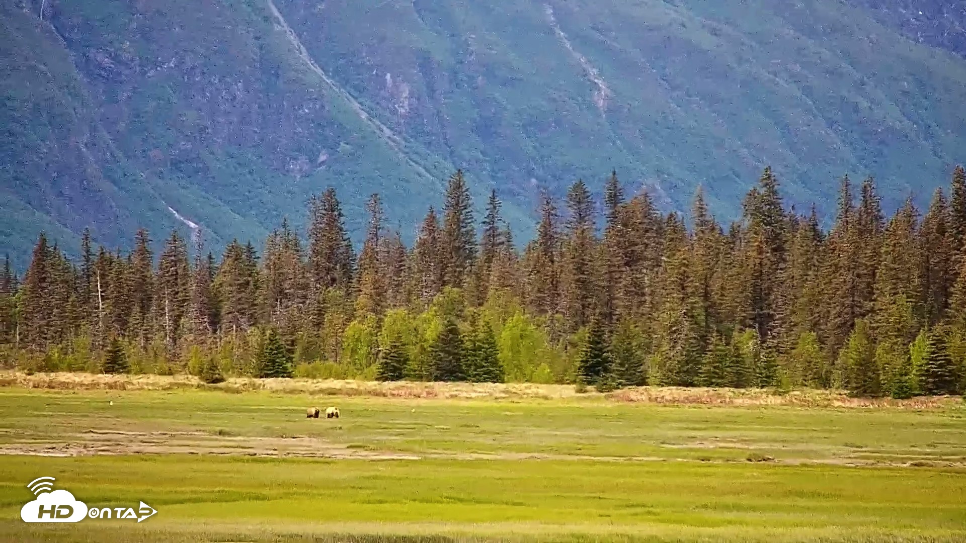Snapshot of Cook Inlet Alaska Bear Viewing Live Cam taken Jun 15, 2026, 3:03pm AKDT