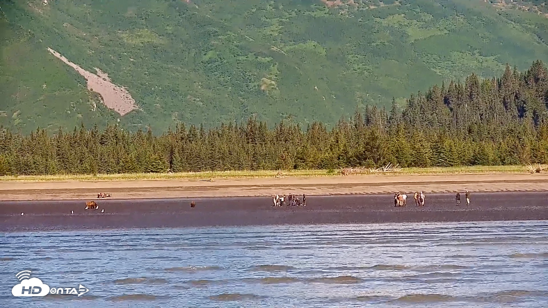Snapshot of Cook Inlet Alaska Bear Viewing Live Cam taken Jun 26, 2026, 10:03am AKDT