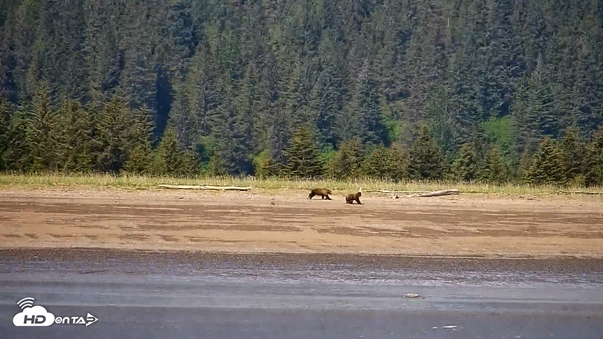 Snapshot of Cook Inlet Alaska Bear Viewing Live Cam taken Jun 18, 2026, 1:15pm AKDT