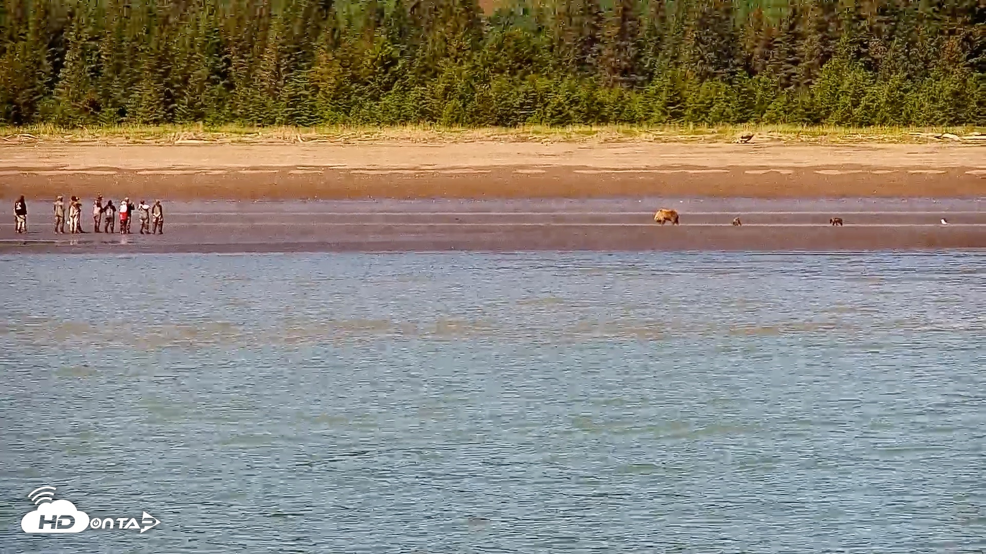 Snapshot of Cook Inlet Alaska Bear Viewing Live Cam taken Jul 6, 2026, 1:27pm AKDT