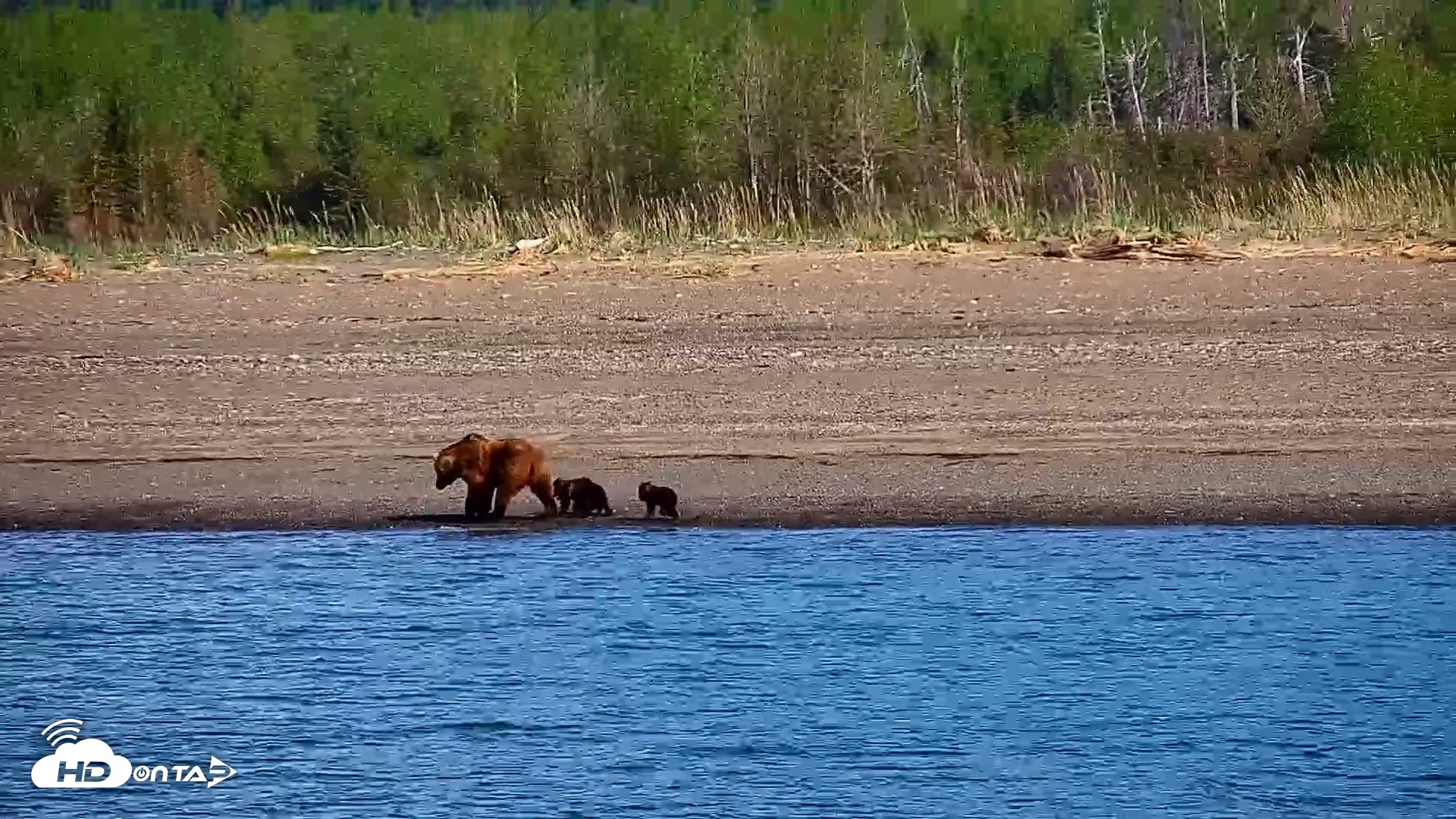 Snapshot of Cook Inlet Alaska Bear Viewing Live Cam taken Jun 8, 2026, 10:12am AKDT