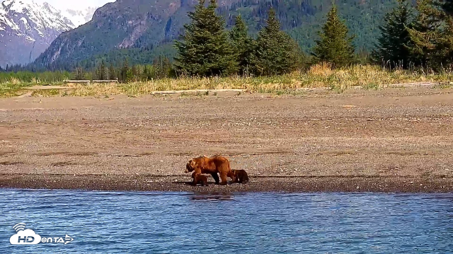 Snapshot of Cook Inlet Alaska Bear Viewing Live Cam taken Jun 8, 2026, 10:06am AKDT