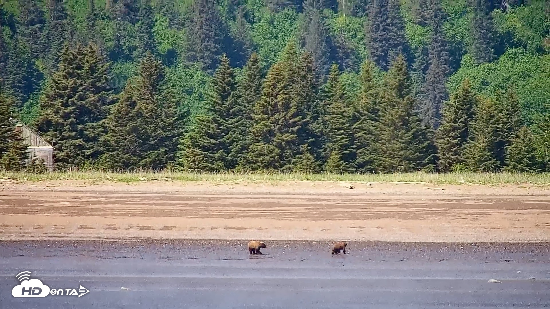 Snapshot of Cook Inlet Alaska Bear Viewing Live Cam taken Jun 18, 2026, 1:12pm AKDT