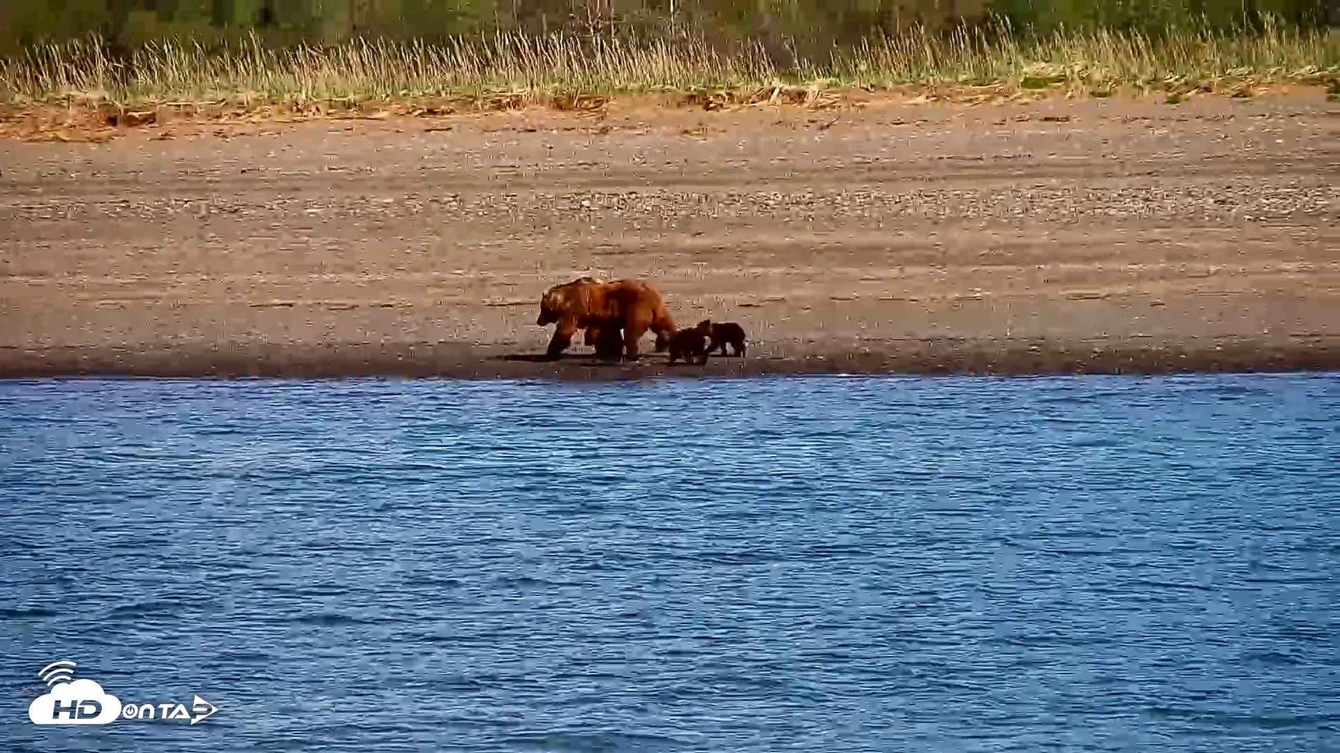 Snapshot of Cook Inlet Alaska Bear Viewing Live Cam taken Jun 8, 2026, 10:11am AKDT