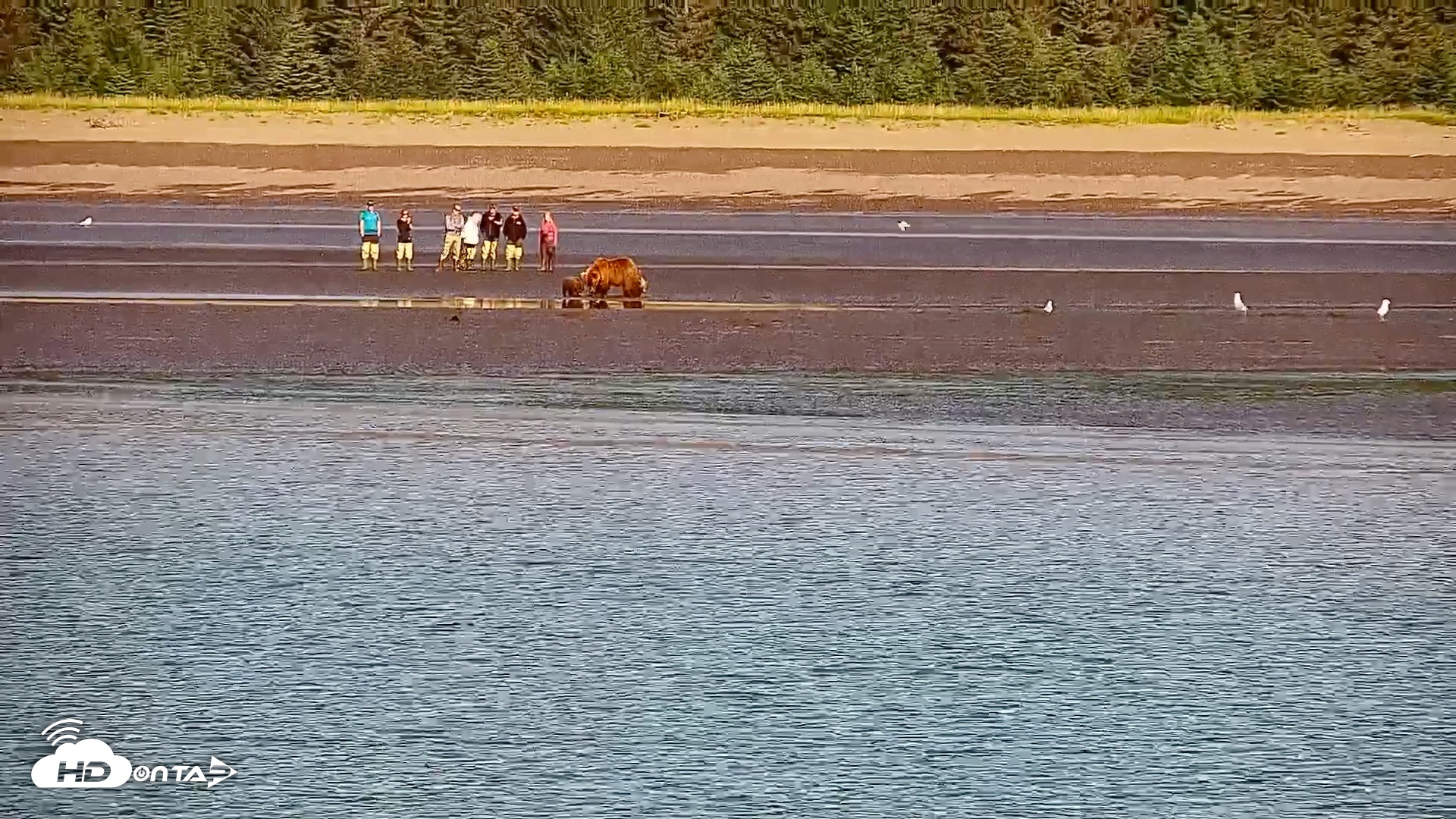 Snapshot of Cook Inlet Alaska Bear Viewing Live Cam taken Jul 30, 2026, 10:03am AKDT
