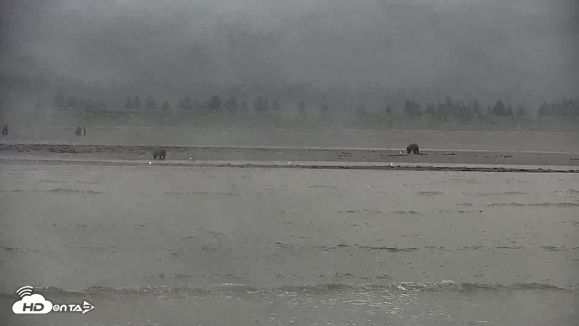 Snapshot of Cook Inlet Alaska Bear Viewing Live Cam taken Jul 12, 2026, 10:22am AKDT