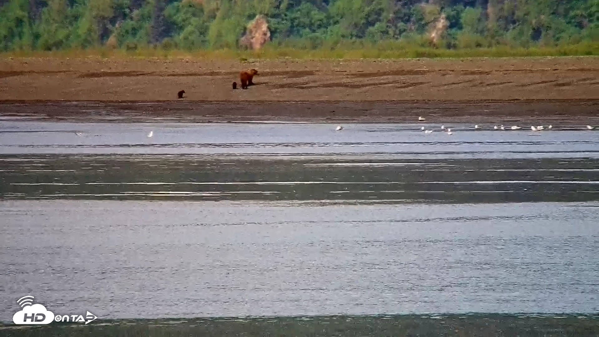 Snapshot of Cook Inlet Alaska Bear Viewing Live Cam taken Jun 12, 2026, 11:23am AKDT