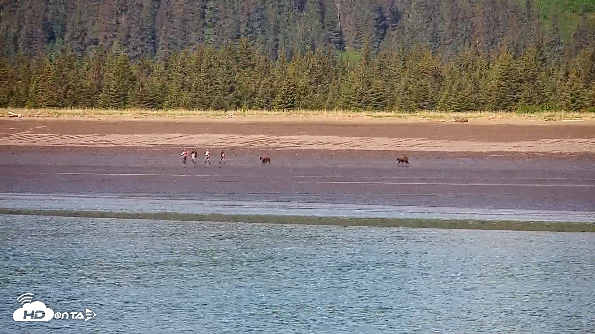Snapshot of Cook Inlet Alaska Bear Viewing Live Cam taken Jun 18, 2026, 11:23am AKDT