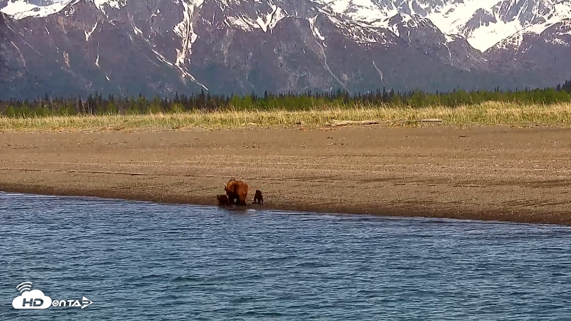 Snapshot of Cook Inlet Alaska Bear Viewing Live Cam taken Jun 8, 2026, 10:07am AKDT
