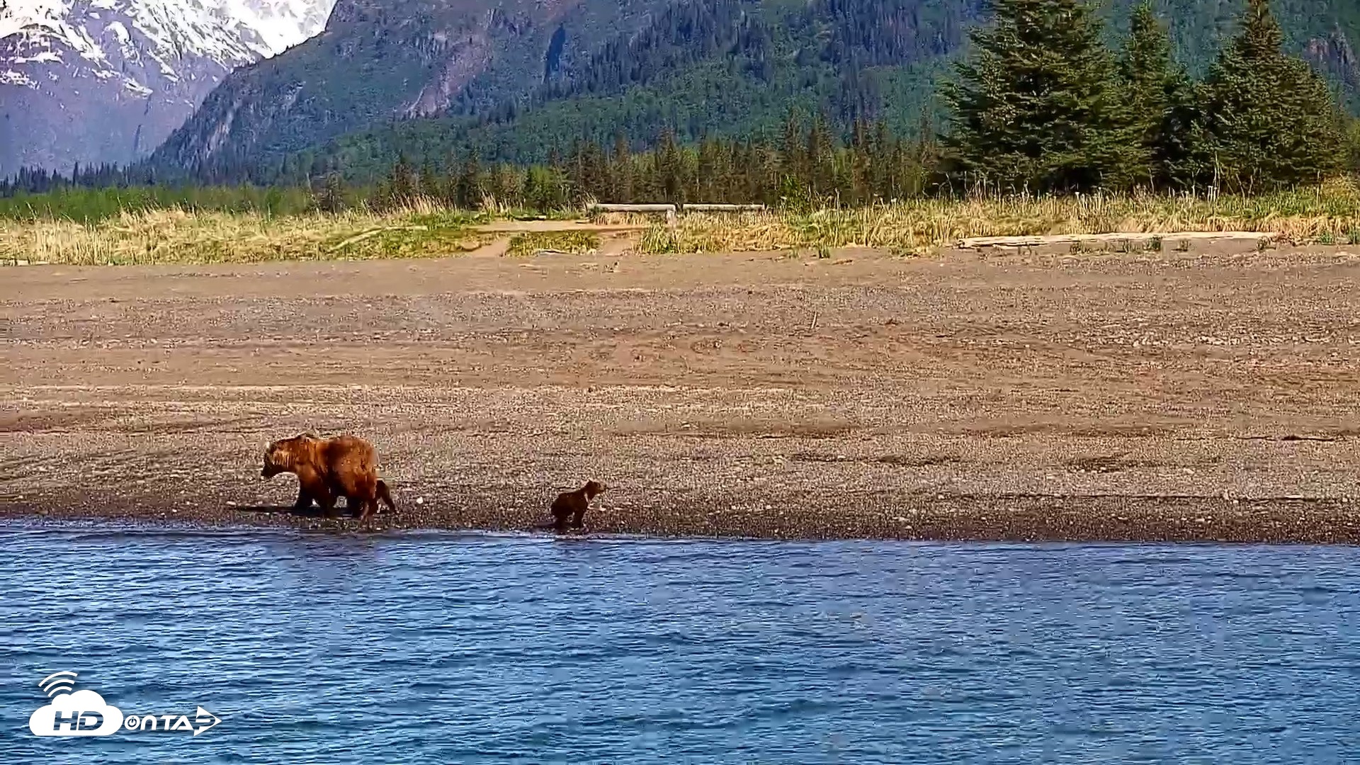 Snapshot of Cook Inlet Alaska Bear Viewing Live Cam taken Jun 8, 2026, 10:06am AKDT