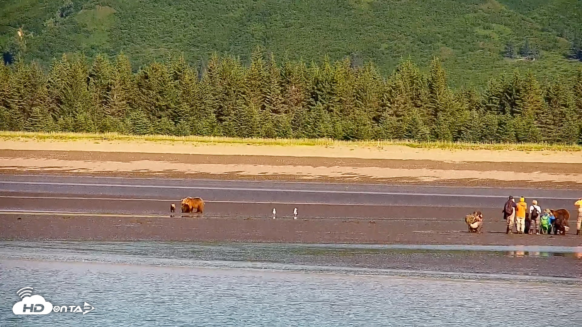 Snapshot of Cook Inlet Alaska Bear Viewing Live Cam taken Jul 30, 2026, 10:01am AKDT