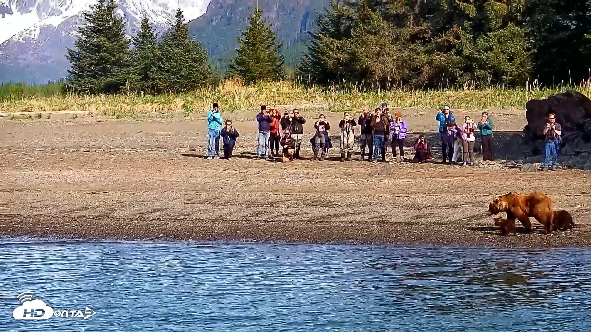 Snapshot of Cook Inlet Alaska Bear Viewing Live Cam taken Jun 8, 2026, 10:05am AKDT