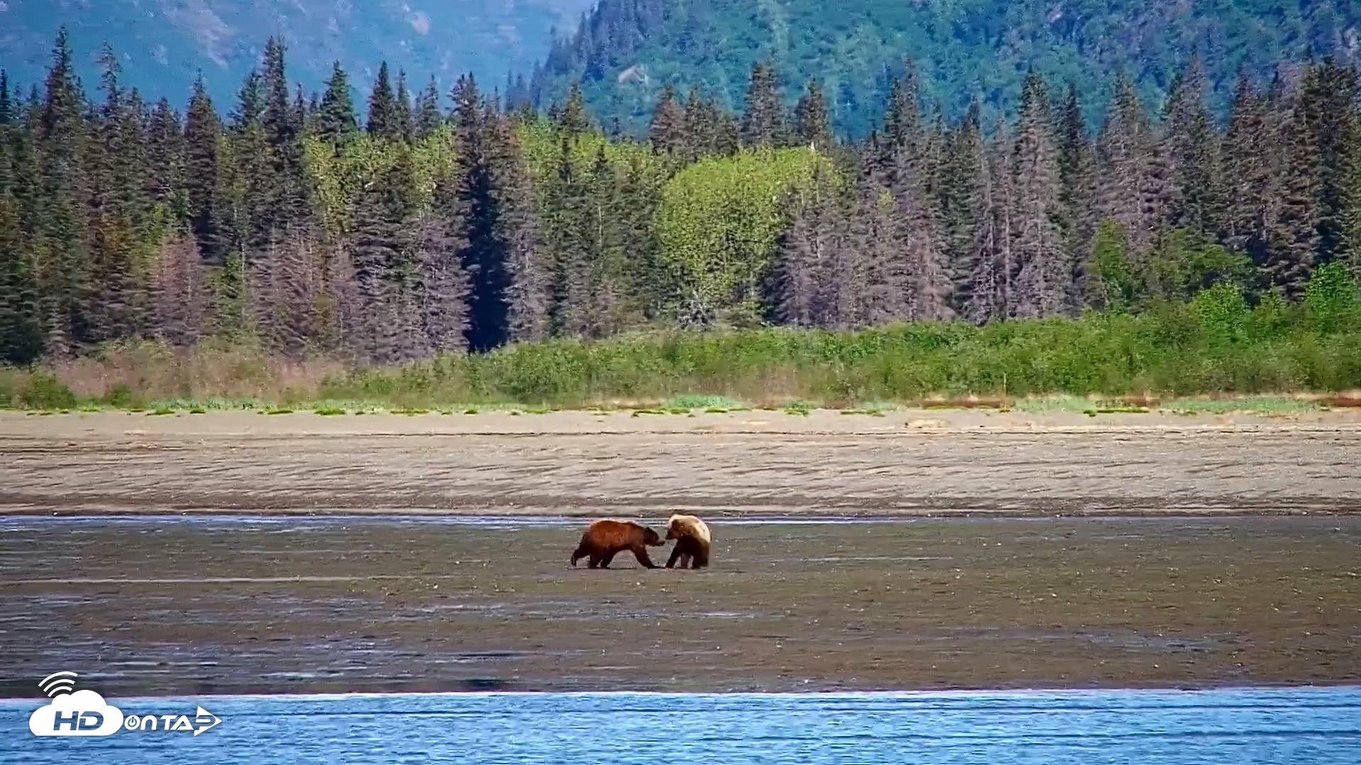 Snapshot of Cook Inlet Alaska Bear Viewing Live Cam taken Jun 12, 2026, 10:56am AKDT