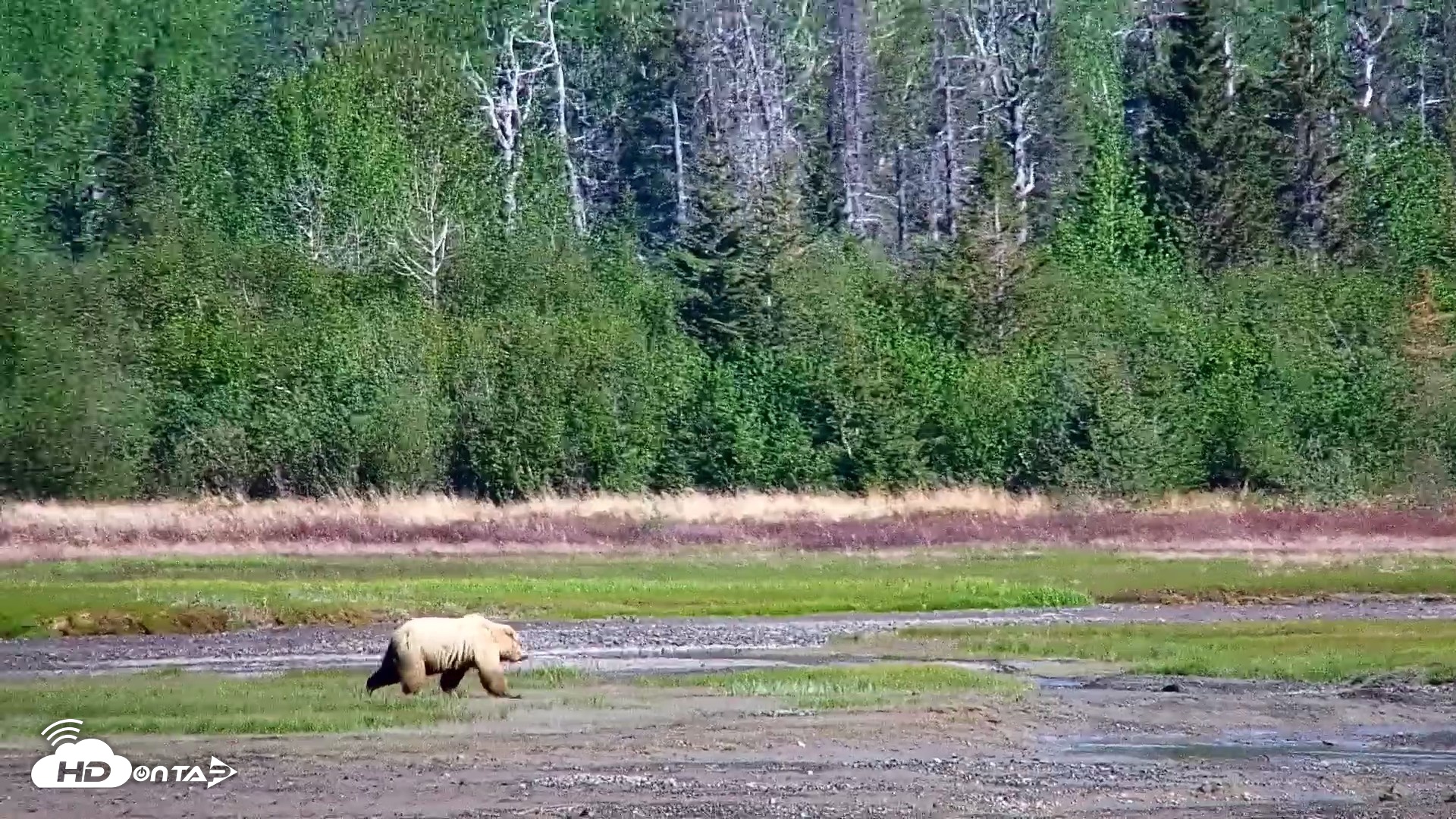 Snapshot of Cook Inlet Alaska Bear Viewing Live Cam taken Jun 10, 2026, 10:33am AKDT