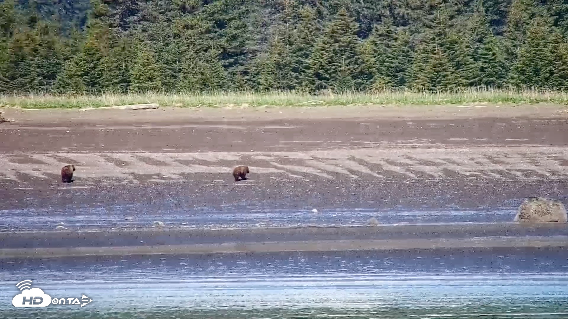 Snapshot of Cook Inlet Alaska Bear Viewing Live Cam taken Jun 18, 2026, 11:59am AKDT