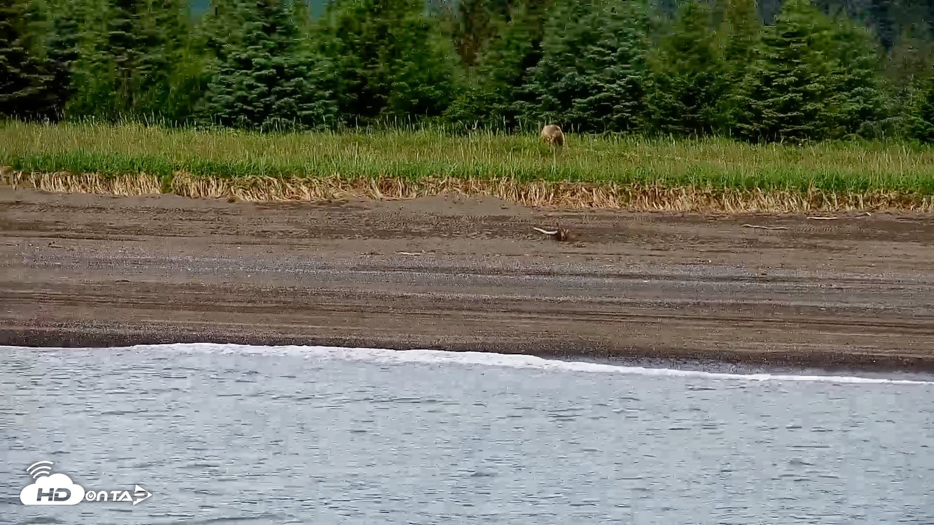 Snapshot of Cook Inlet Alaska Bear Viewing Live Cam taken Jul 9, 2026, 12:07pm AKDT