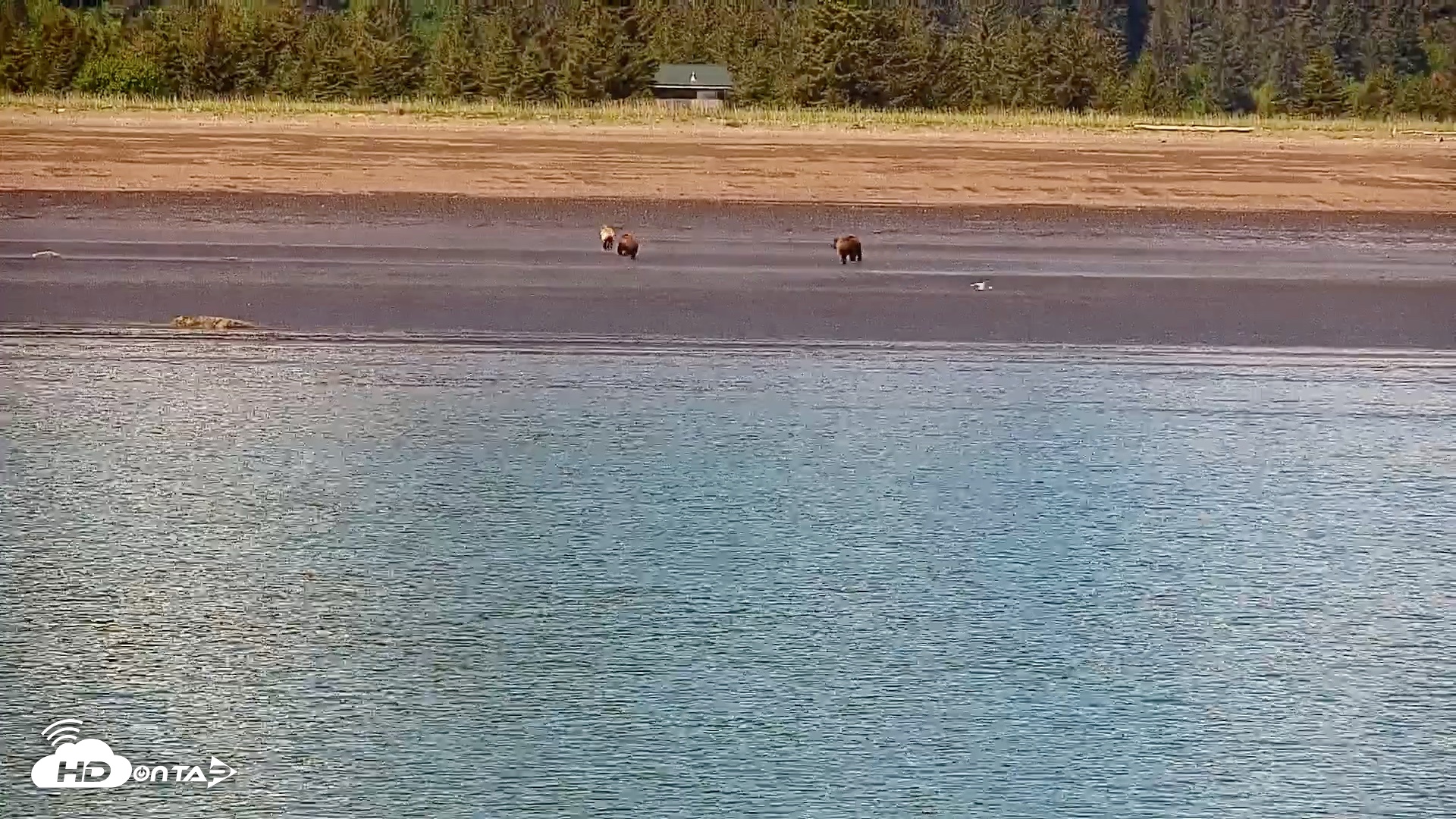 Snapshot of Cook Inlet Alaska Bear Viewing Live Cam taken Jun 18, 2026, 1:07pm AKDT