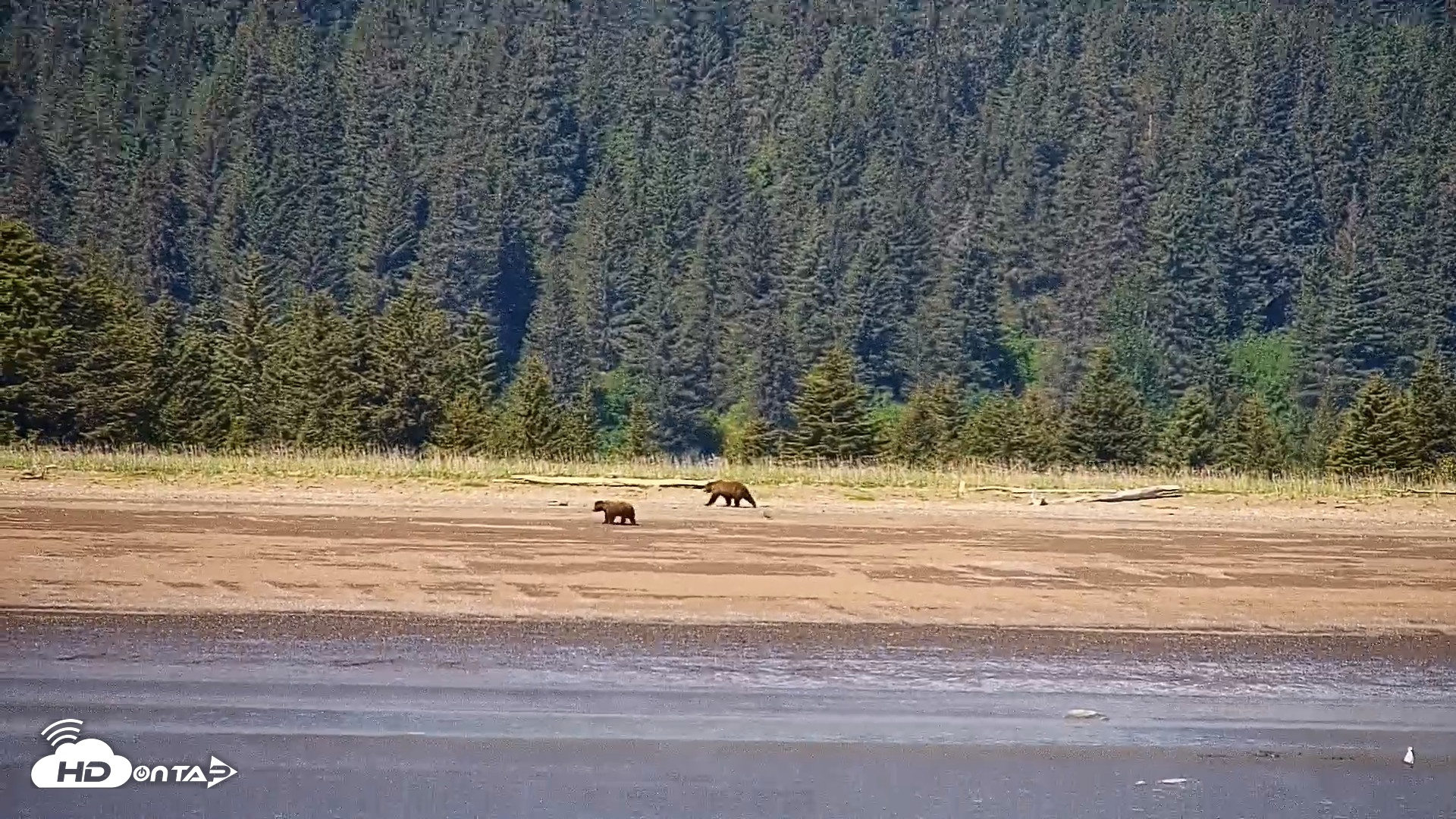 Snapshot of Cook Inlet Alaska Bear Viewing Live Cam taken Jun 18, 2026, 1:17pm AKDT