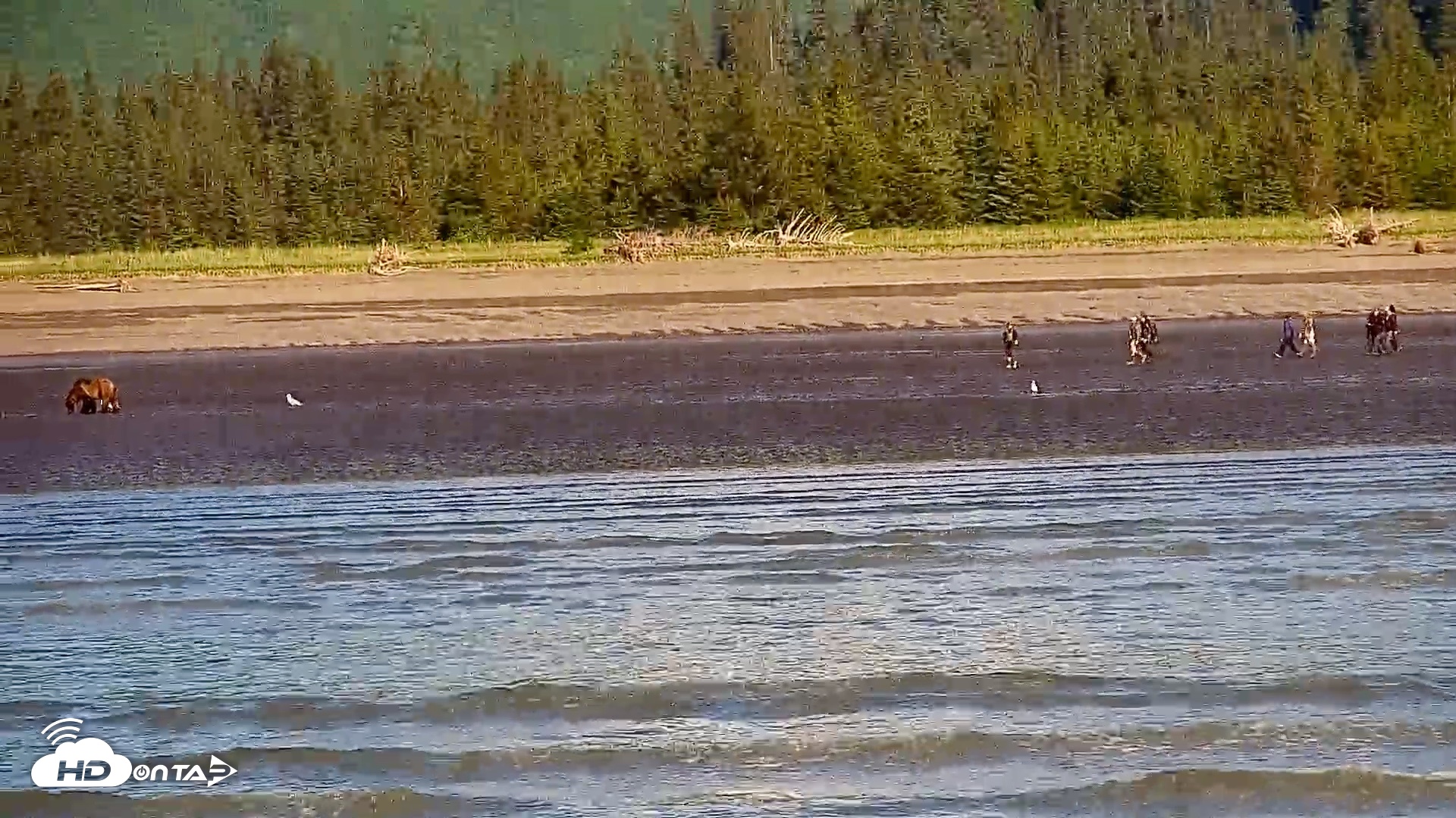 Snapshot of Cook Inlet Alaska Bear Viewing Live Cam taken Jun 26, 2026, 9:59am AKDT