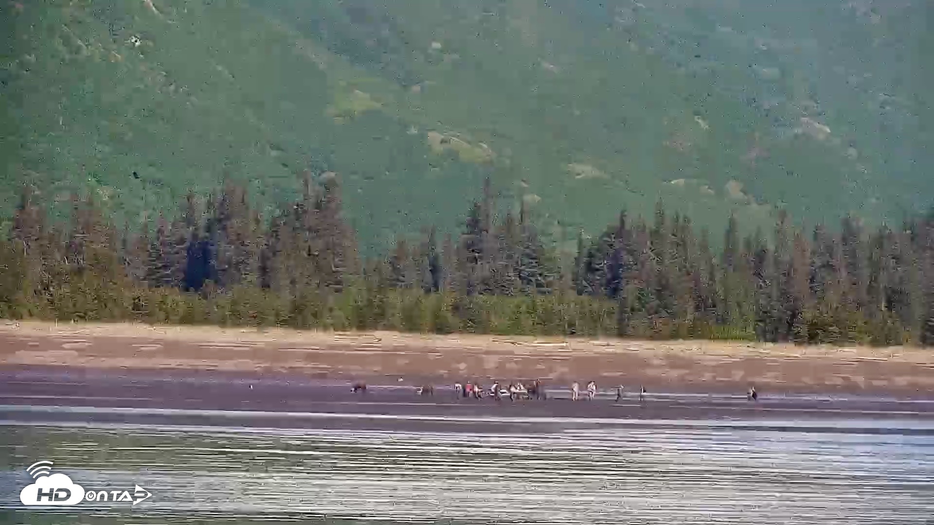 Snapshot of Cook Inlet Alaska Bear Viewing Live Cam taken Jun 18, 2026, 10:38am AKDT