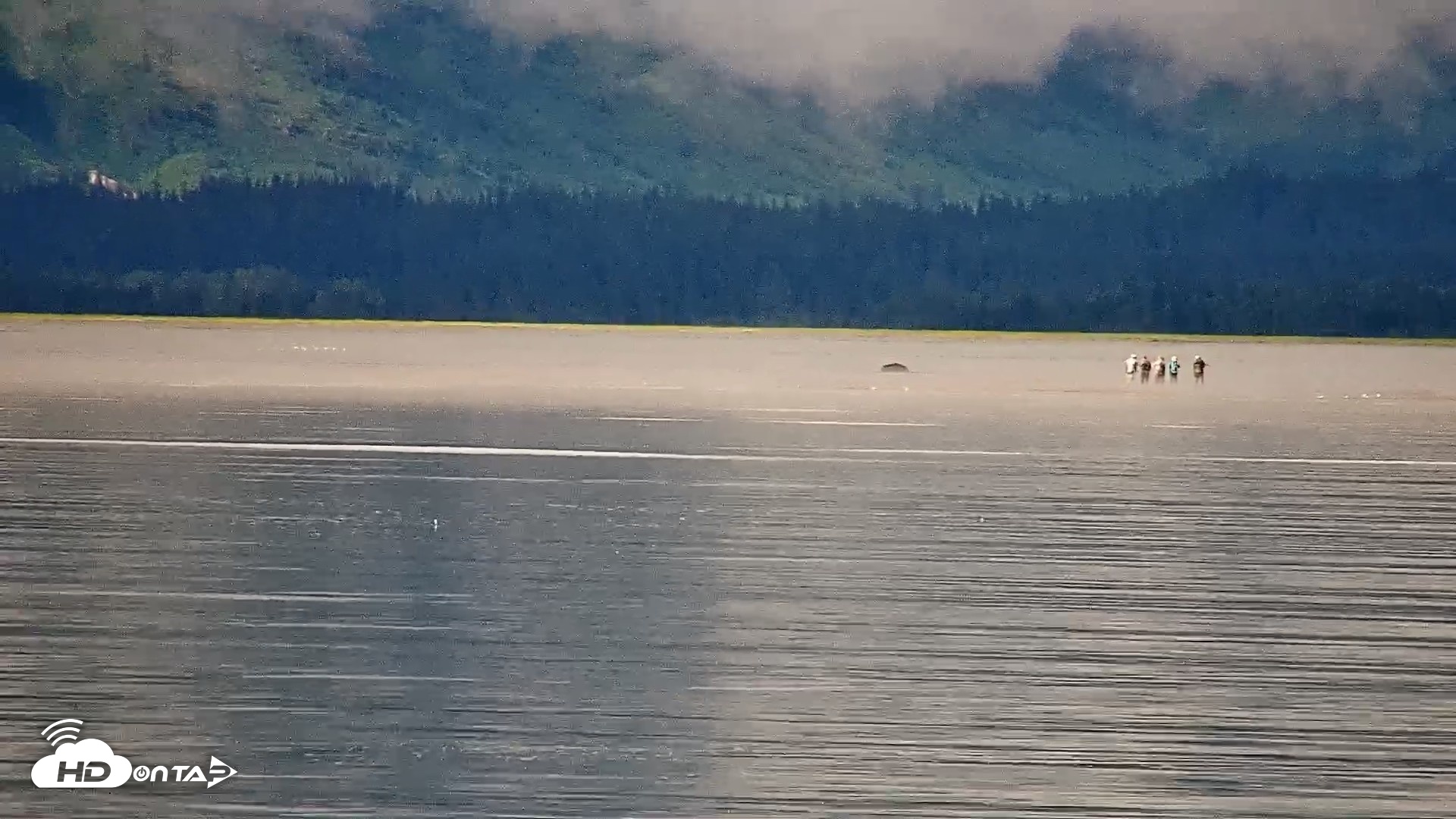 Snapshot of Cook Inlet Alaska Bear Viewing Live Cam taken Aug 21, 2026, 10:53am AKDT