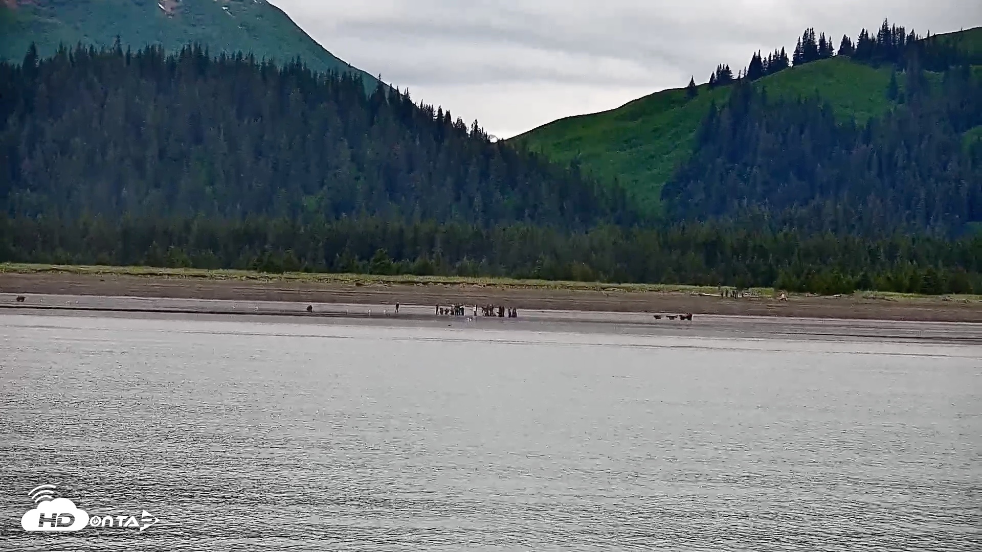Snapshot of Cook Inlet Alaska Bear Viewing Live Cam taken Jun 21, 2026, 2:38pm AKDT