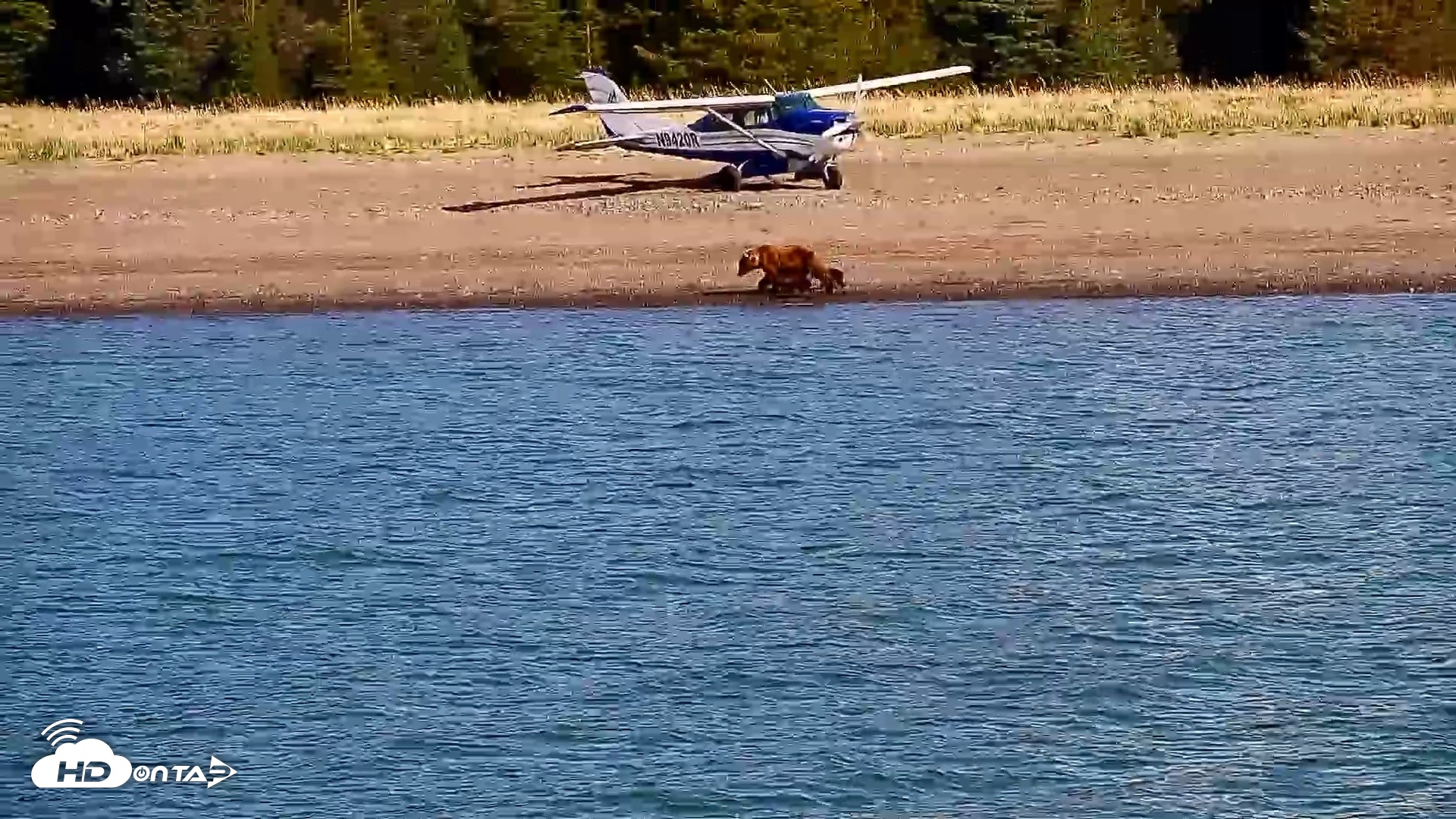 Snapshot of Cook Inlet Alaska Bear Viewing Live Cam taken Jun 8, 2026, 9:56am AKDT