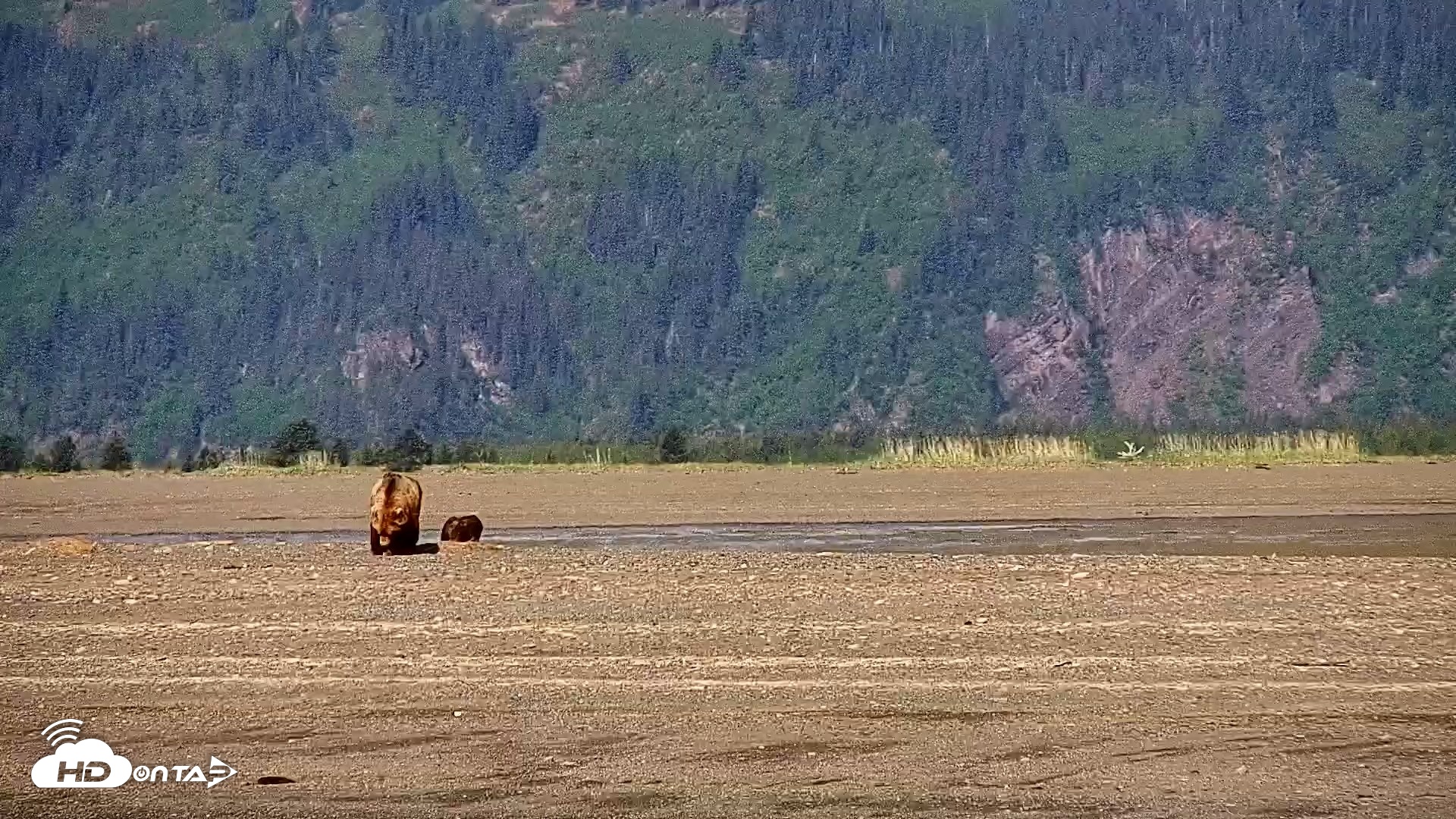 Snapshot of Cook Inlet Alaska Bear Viewing Live Cam taken Jun 8, 2026, 10:23am AKDT