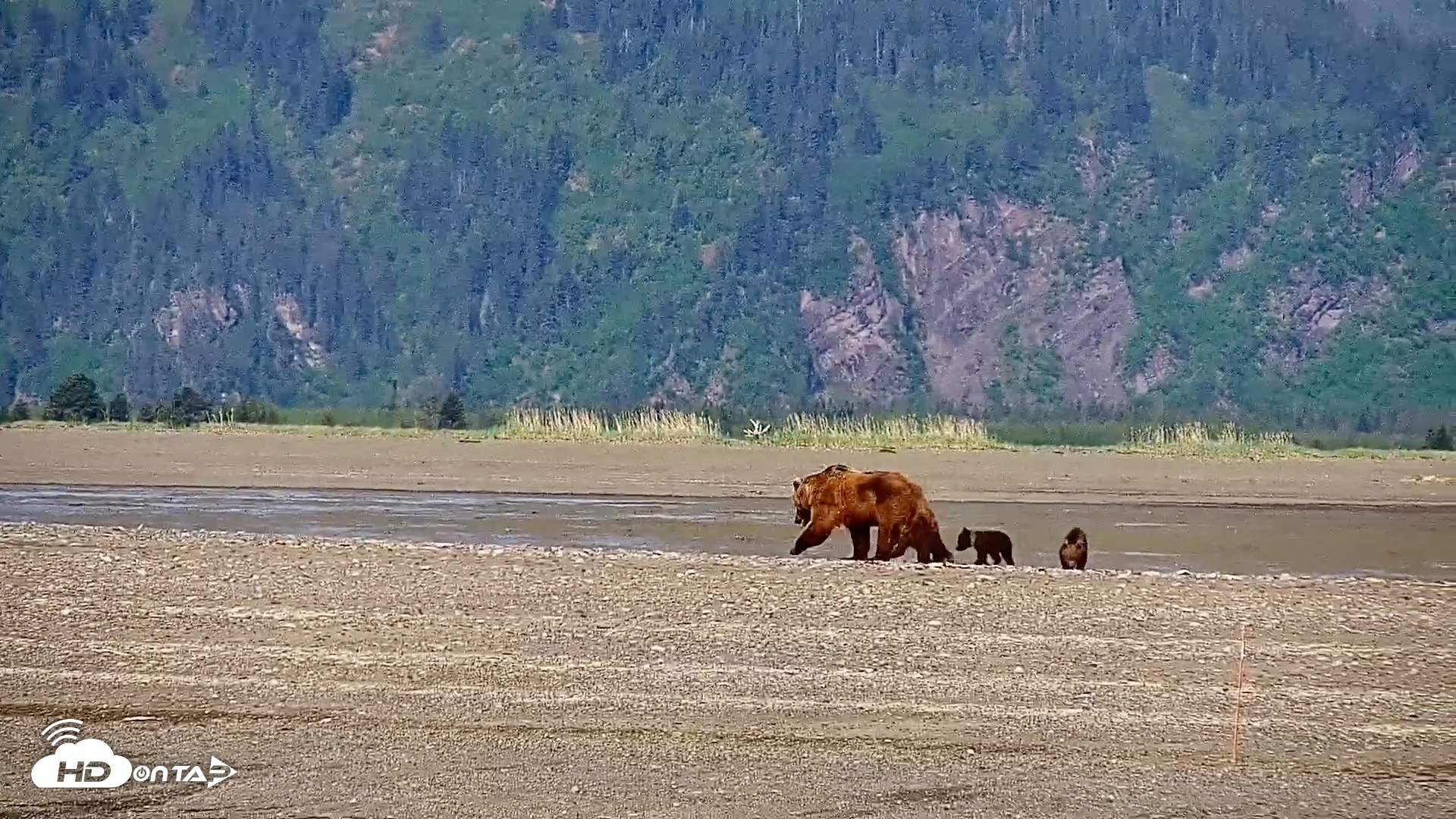 Snapshot of Cook Inlet Alaska Bear Viewing Live Cam taken Jun 8, 2026, 10:22am AKDT