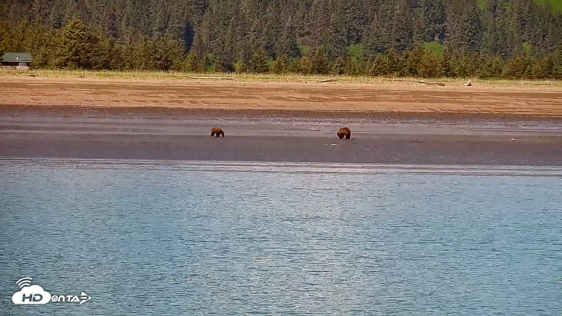 Snapshot of Cook Inlet Alaska Bear Viewing Live Cam taken Jun 18, 2026, 1:06pm AKDT