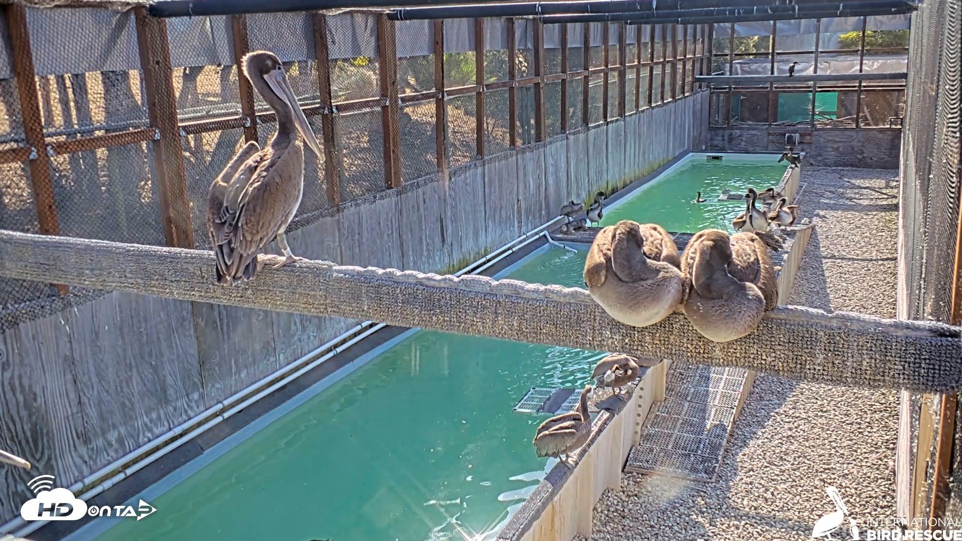 Snapshot of Pelican Aviary Rehabilitation Live Cam taken Jul 17, 2025, 8:45am PDT
