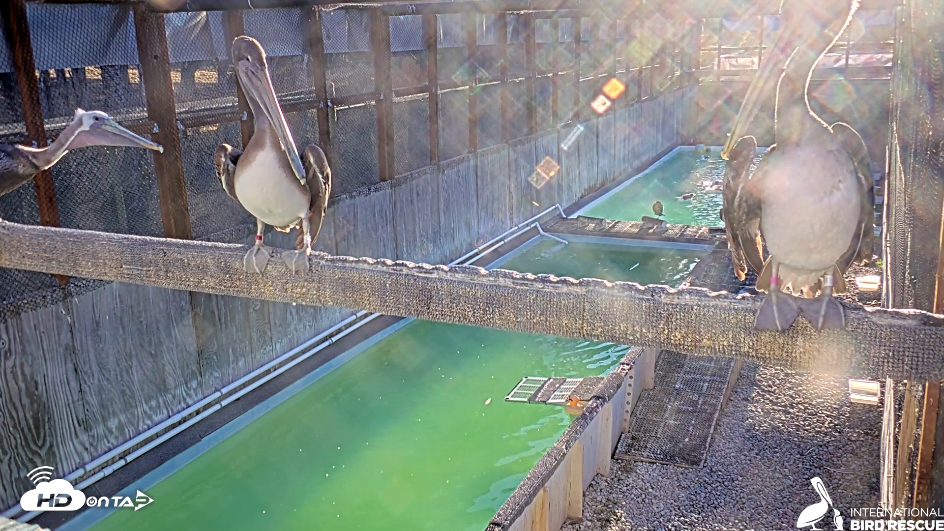 Snapshot of Pelican Aviary Rehabilitation Live Cam taken Oct 16, 2025, 8:04am PDT