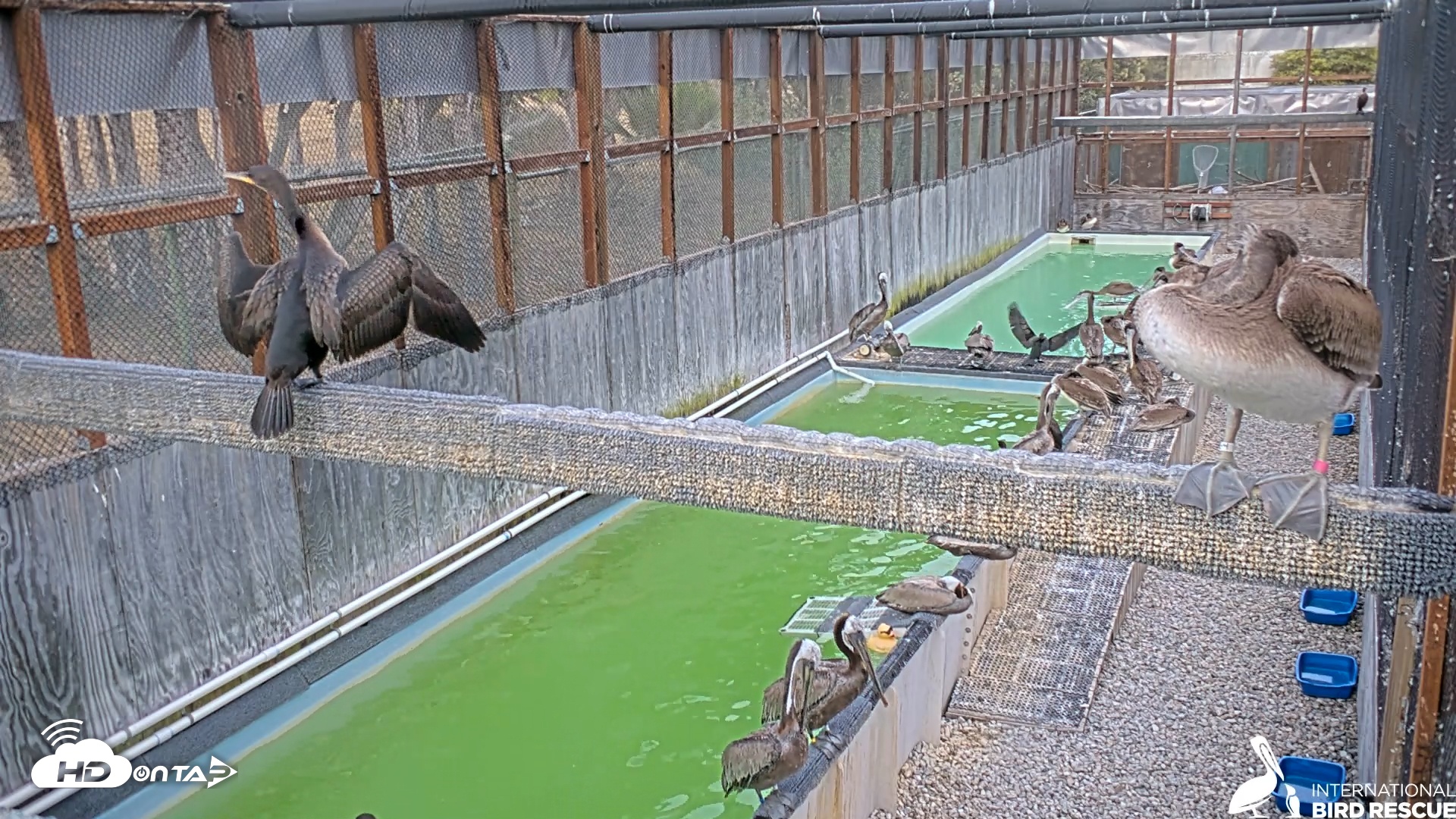 Snapshot of Pelican Aviary Rehabilitation Live Cam taken Jul 13, 2025, 7:38pm PDT