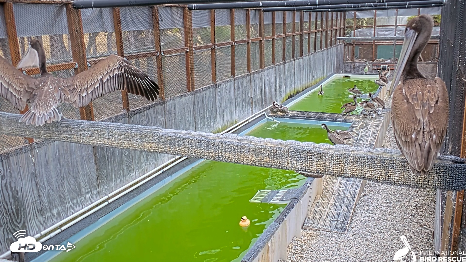 Snapshot of Pelican Aviary Rehabilitation Live Cam taken Jul 20, 2025, 9:20am PDT