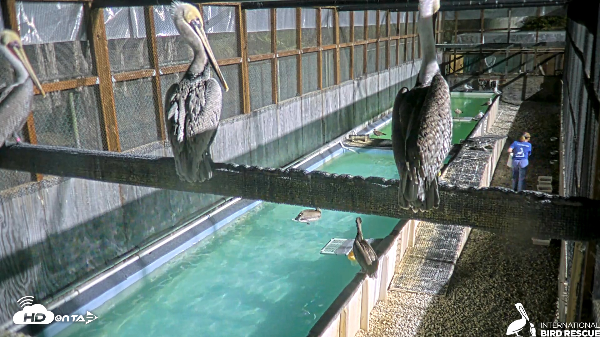 Snapshot of Pelican Aviary Rehabilitation Live Cam taken Nov 12, 2025, 5:58pm PST