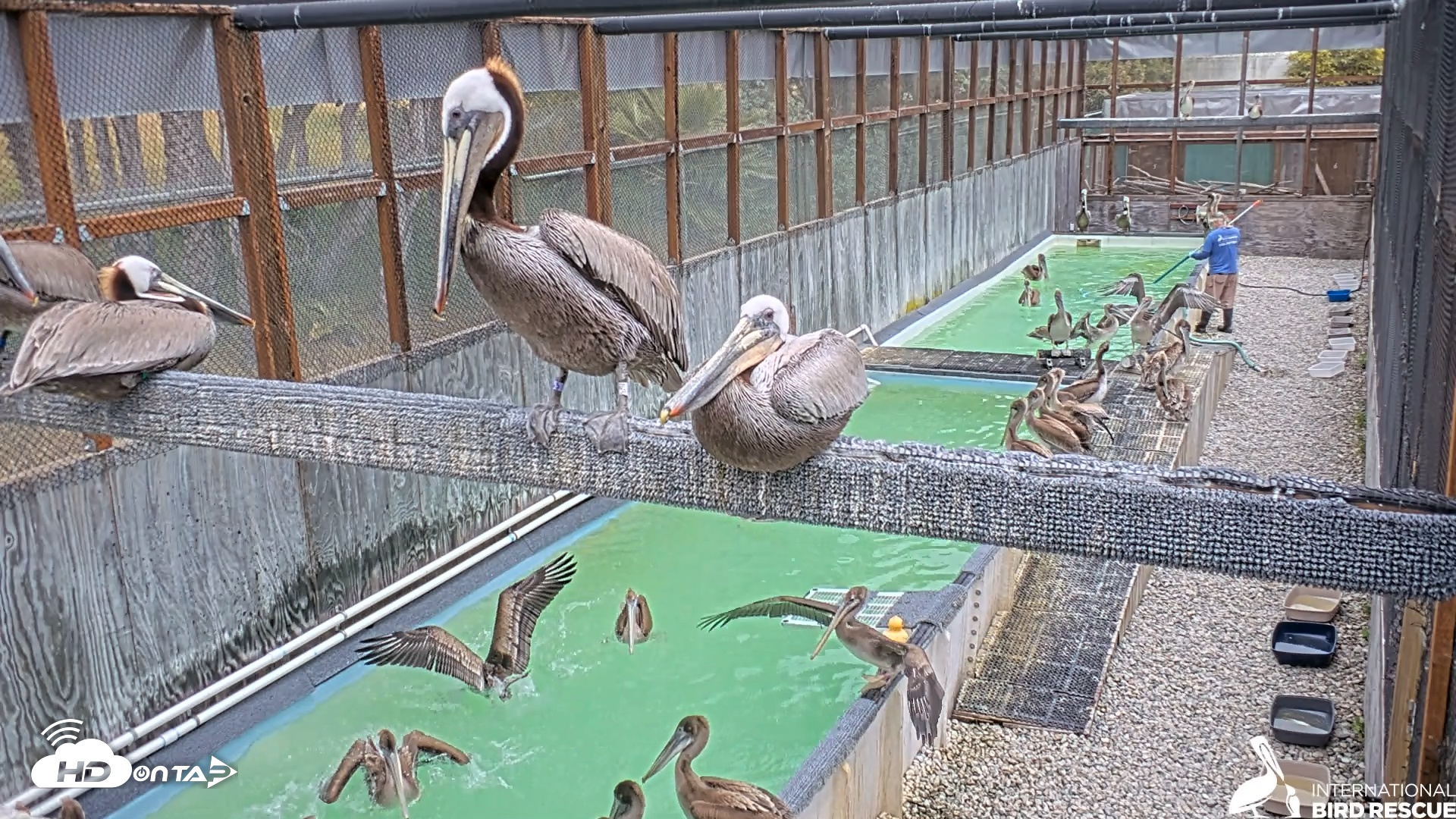 Snapshot of Pelican Aviary Rehabilitation Live Cam taken May 4, 2025, 1:57pm PDT