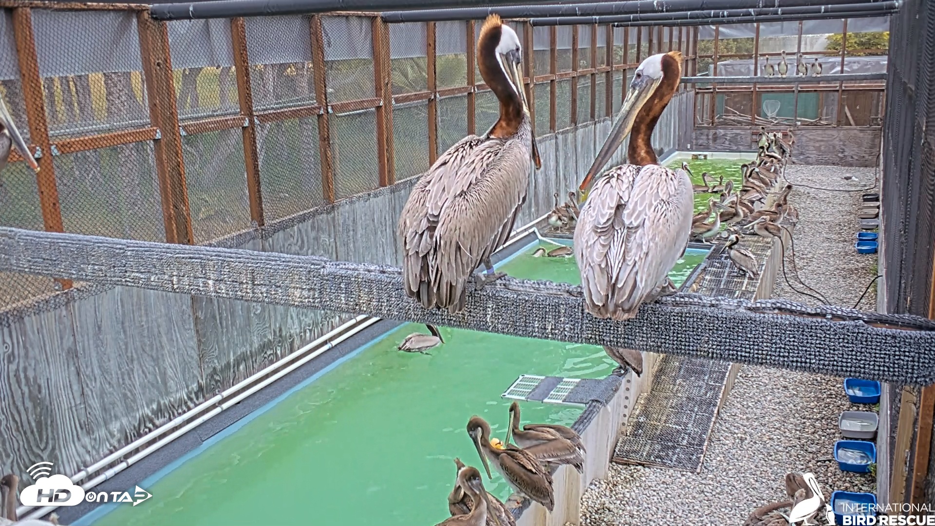 Snapshot of Pelican Aviary Rehabilitation Live Cam taken May 3, 2025, 5:57pm PDT
