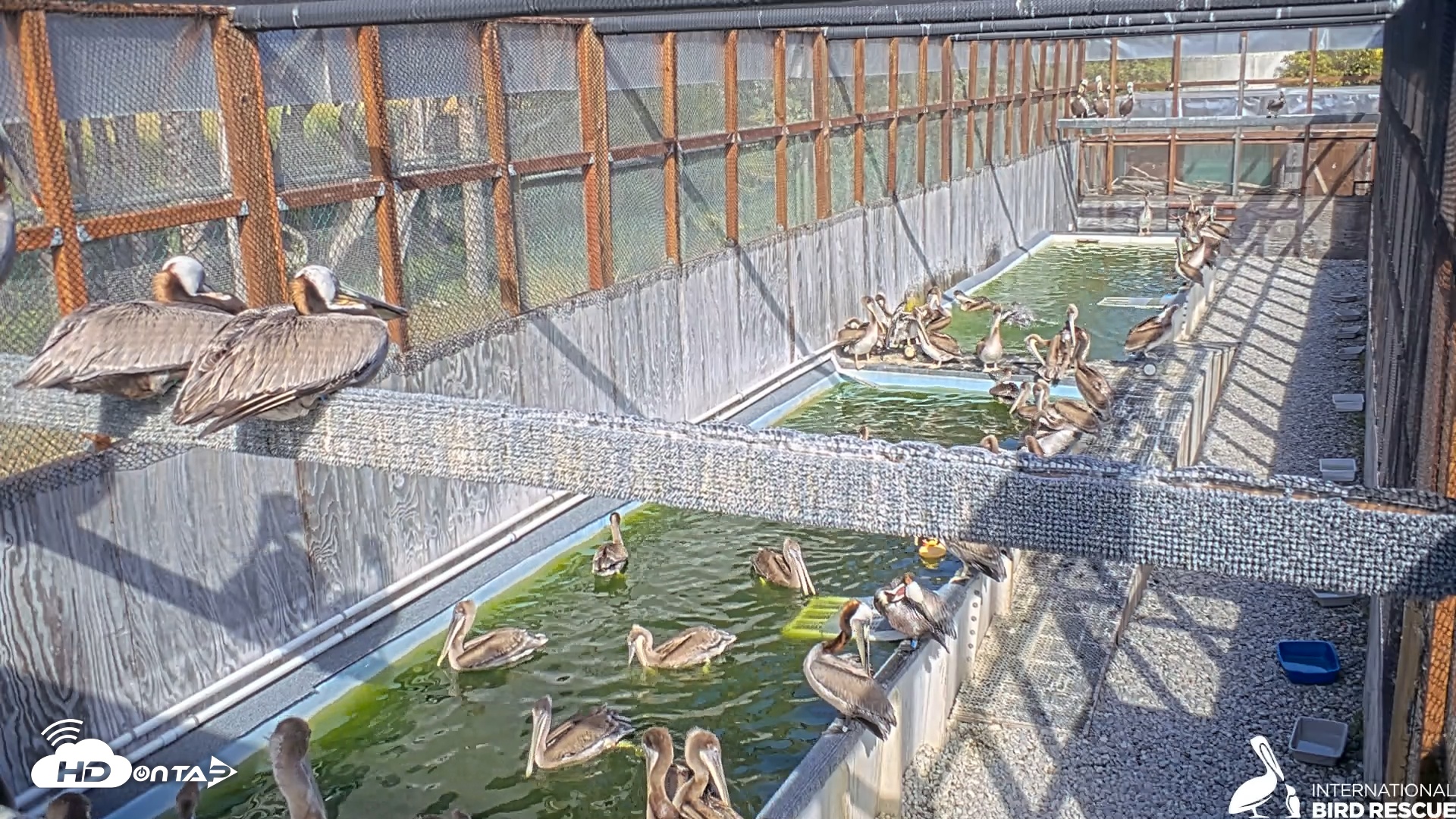 Snapshot of Pelican Aviary Rehabilitation Live Cam taken Apr 29, 2025, 4:38pm PDT